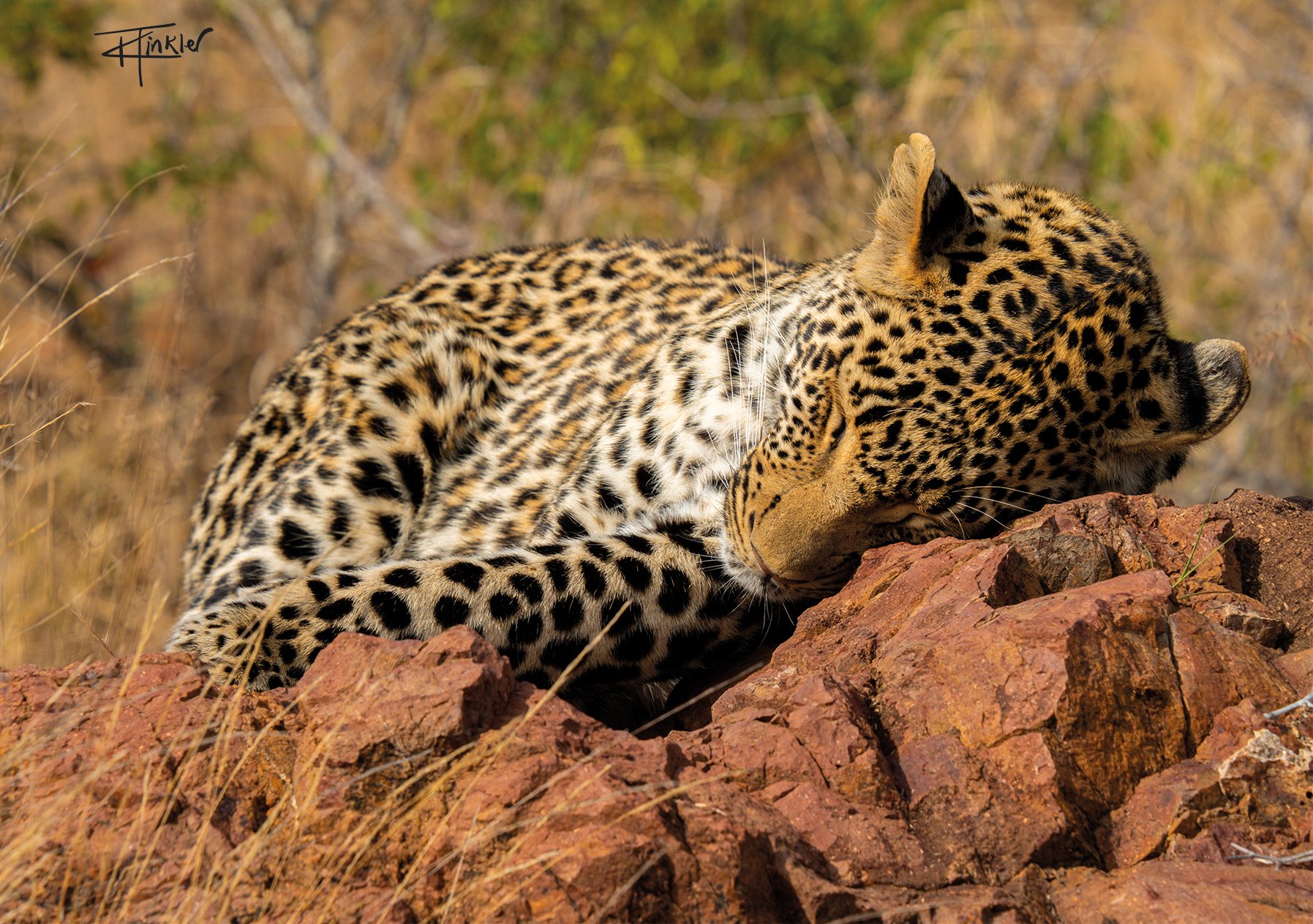 Sleeping Leopard