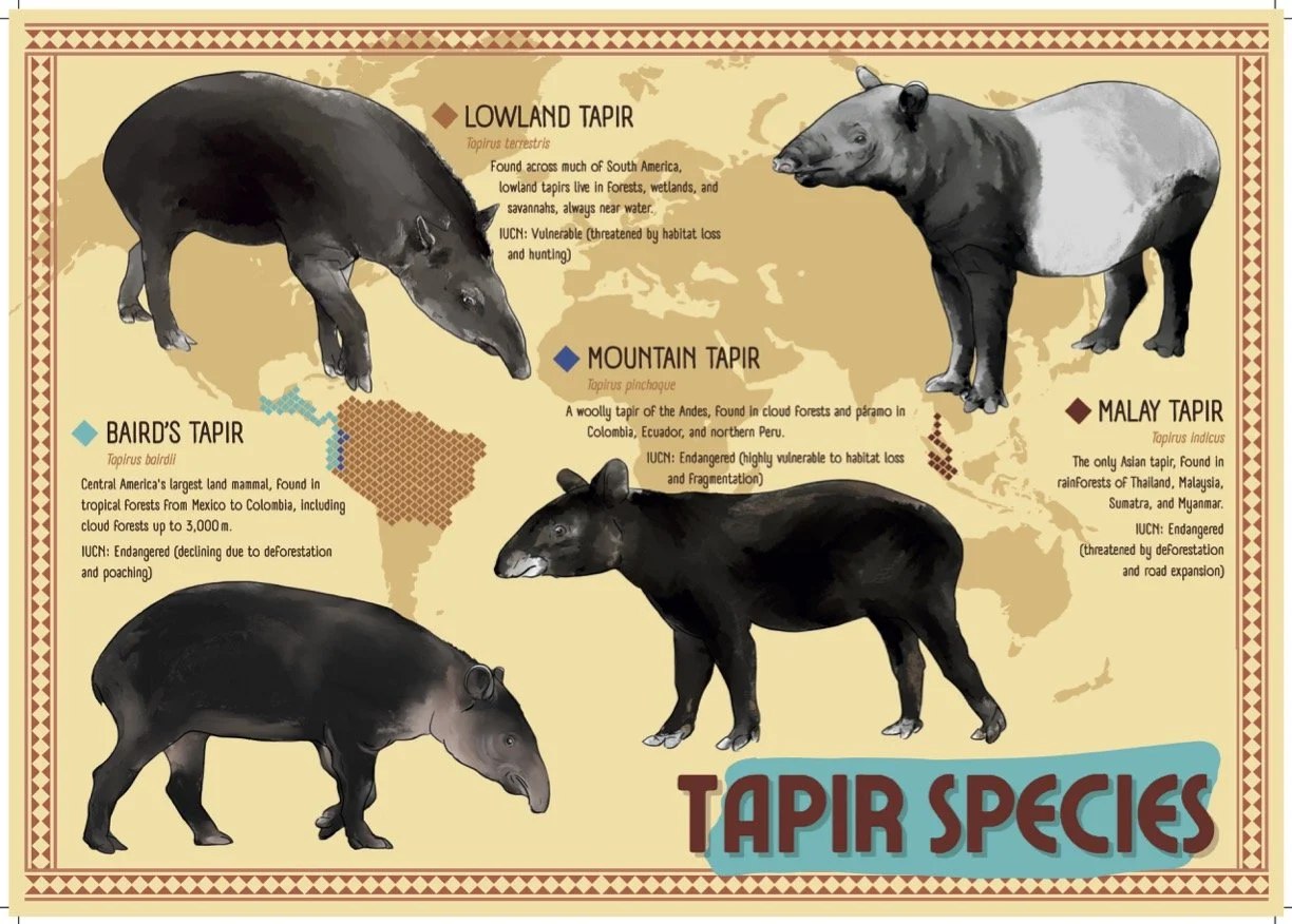 Animal enclosure signage explaining tapir species