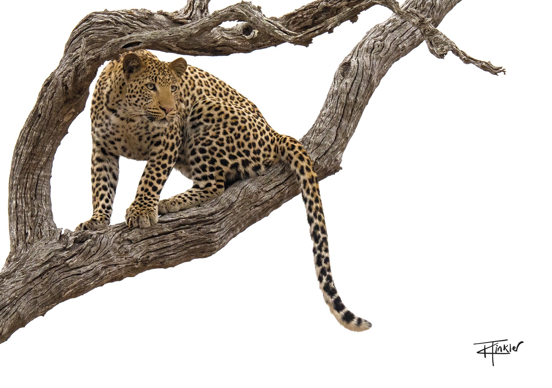 Leopard in a Leadwood