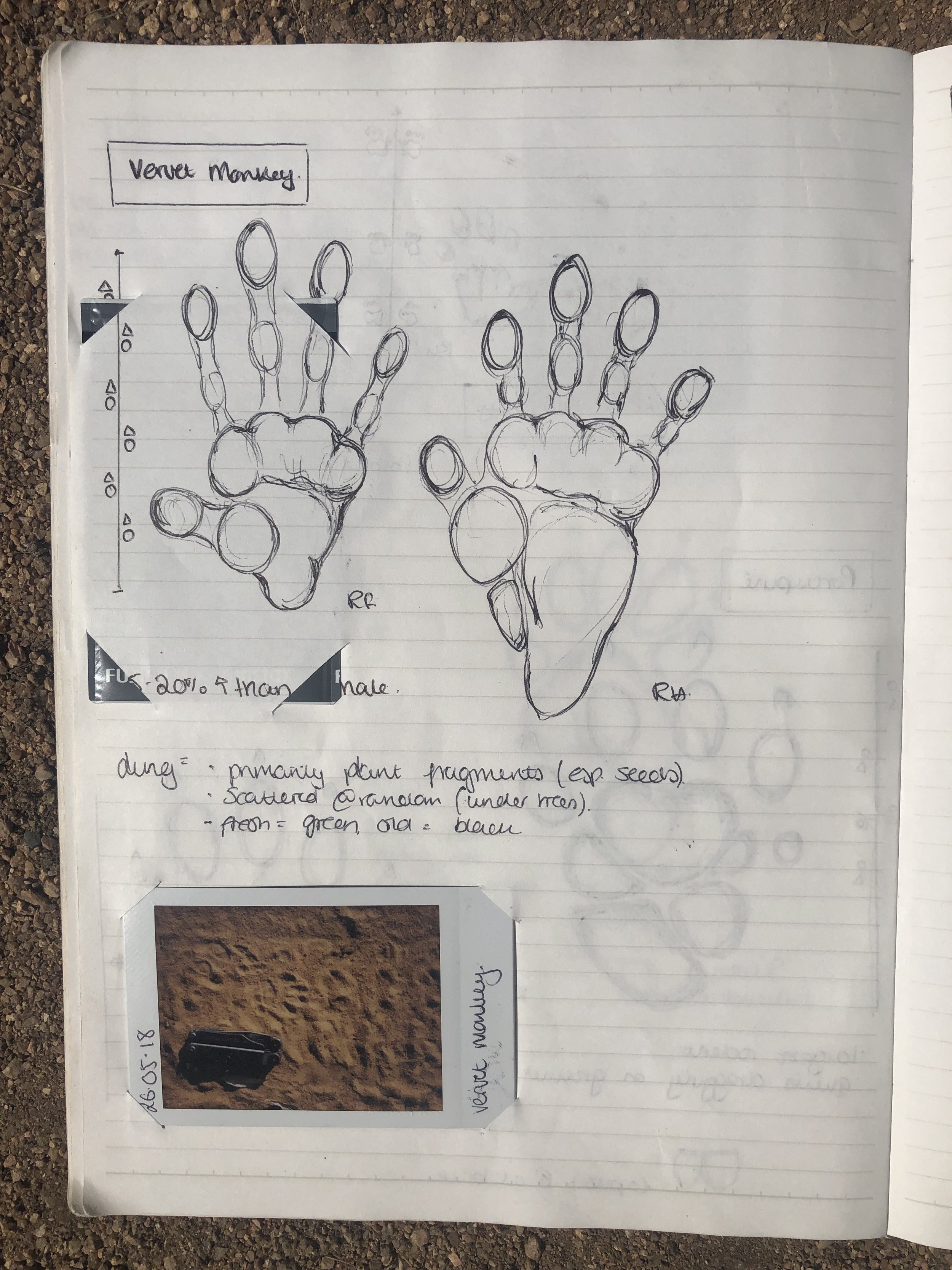 Vervet monkey tracking notes