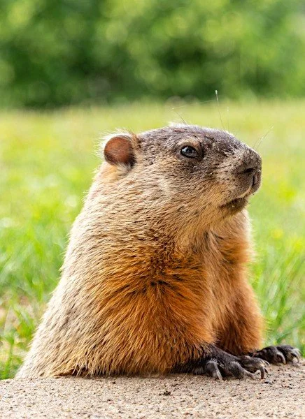 Groundhog Day February 2 Web Holidays com Groundhog Day February 2 Web Holidays com