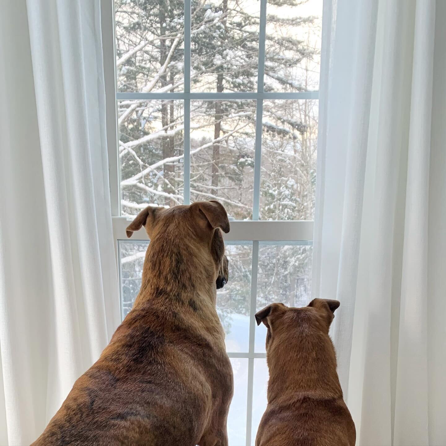 Waiting for more snow (and perhaps the UPS man). #rescuesofinstagram #vermontdogs #vermontprint