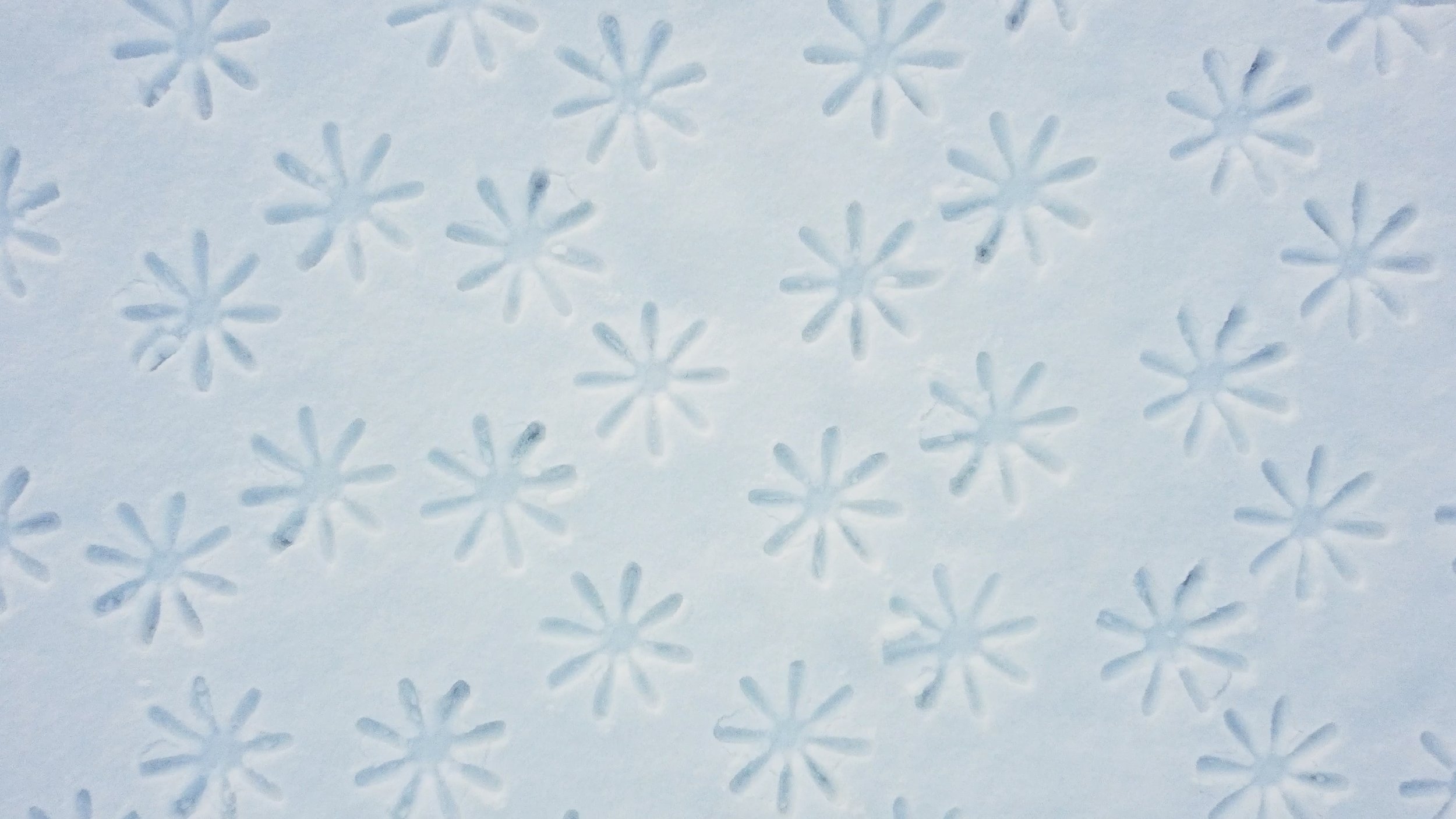 2026 | SNOW FLOWERS