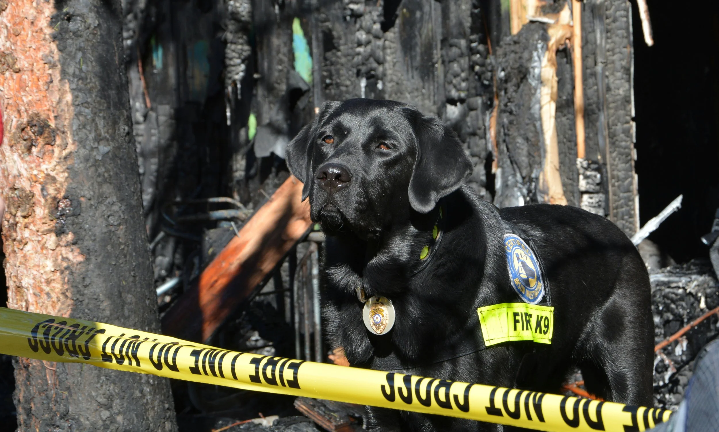 International Fire Dogs