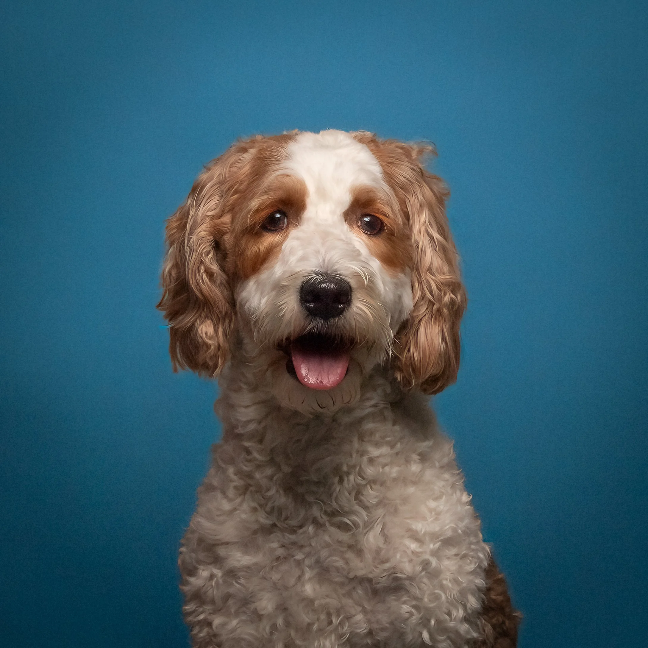 ABOUT — MuttMugz