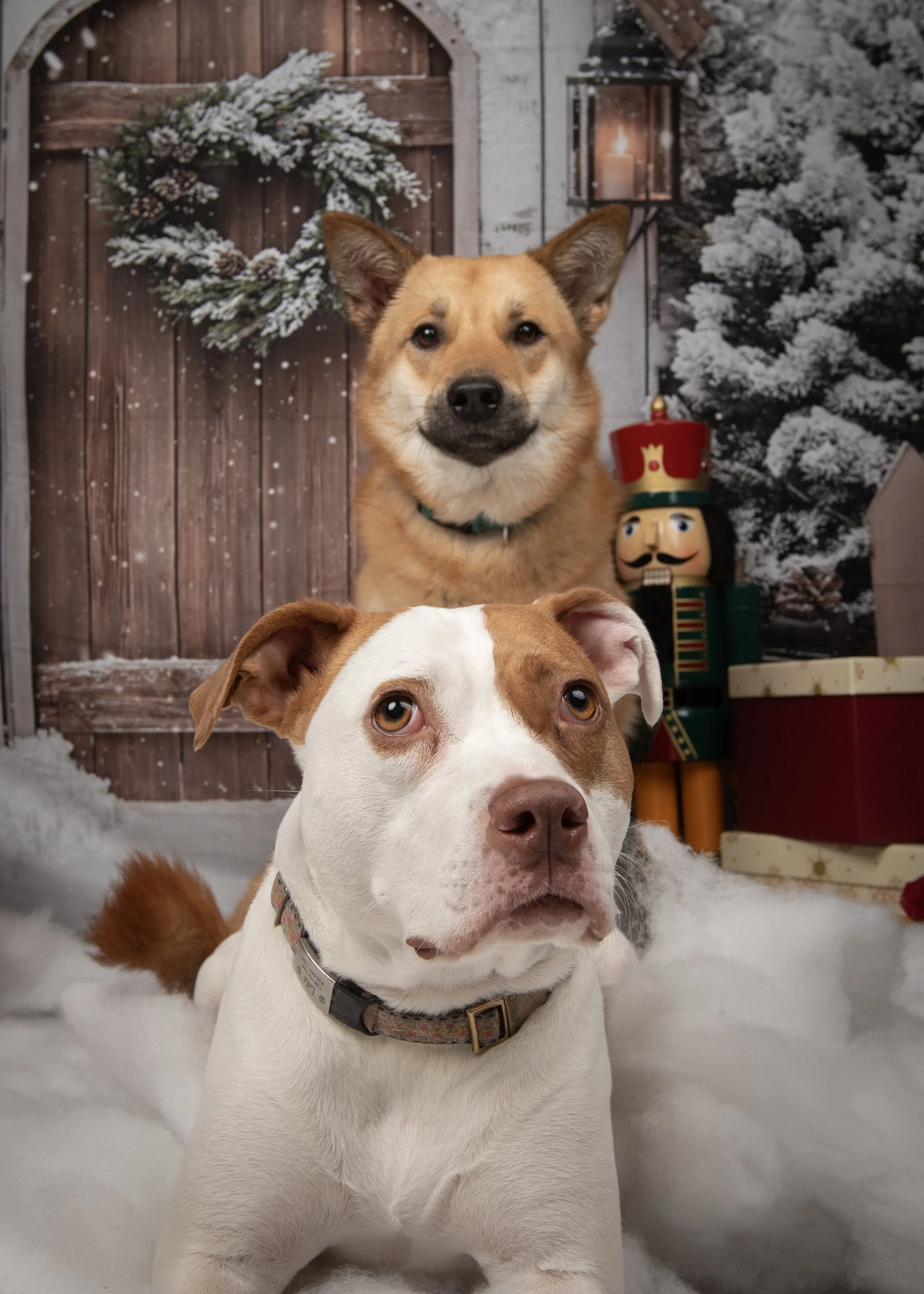 theparlourpoppy3 (1 of 1).jpg