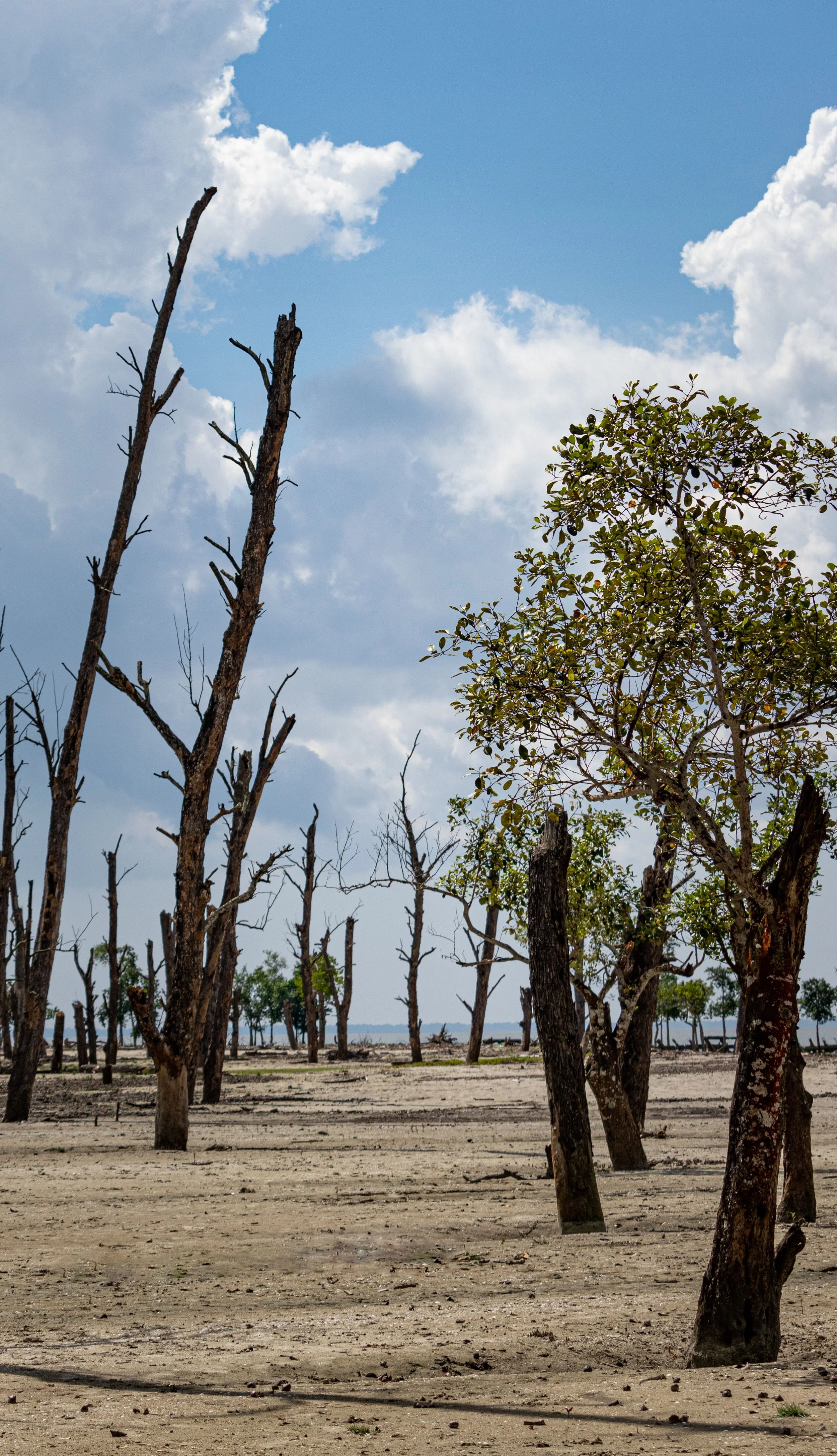 A landscape with dry, leafless trees and one green leafy tree, under a blue sky with white clouds.