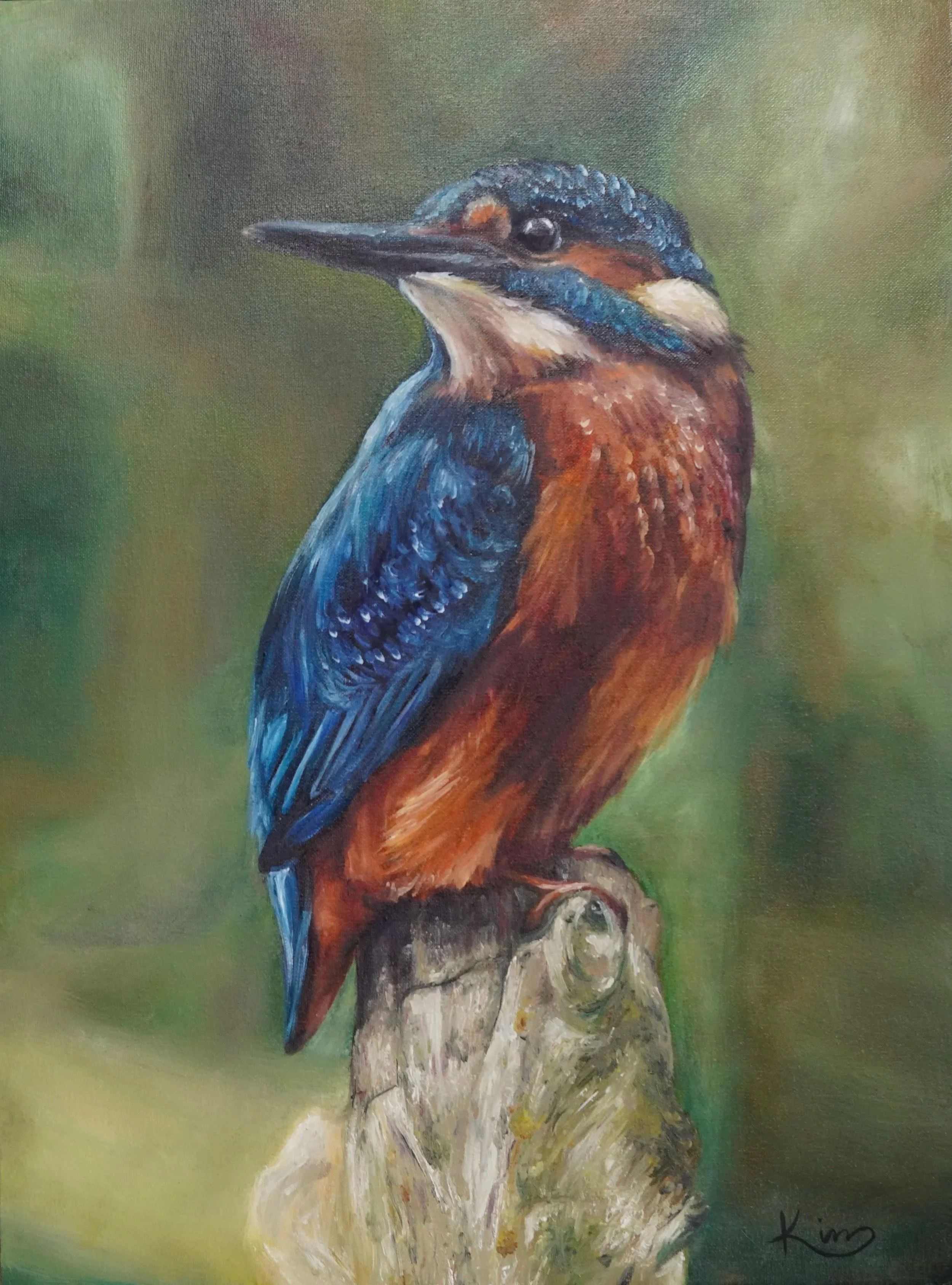 Kingfisher Bird