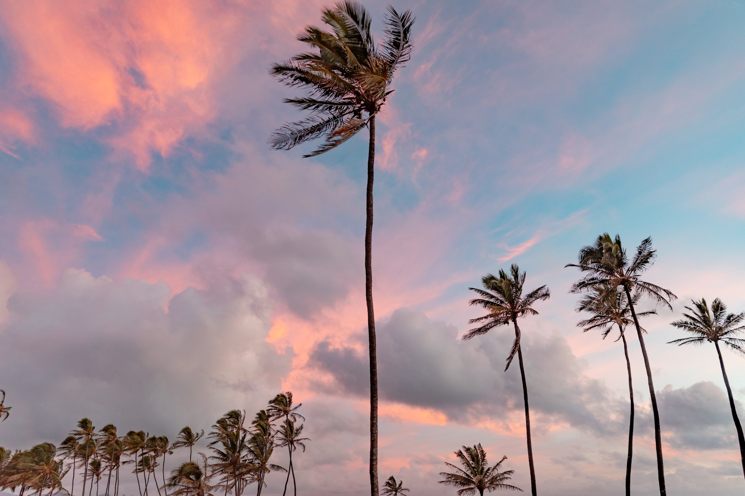 LongneckerPrints-kauai-1.jpg