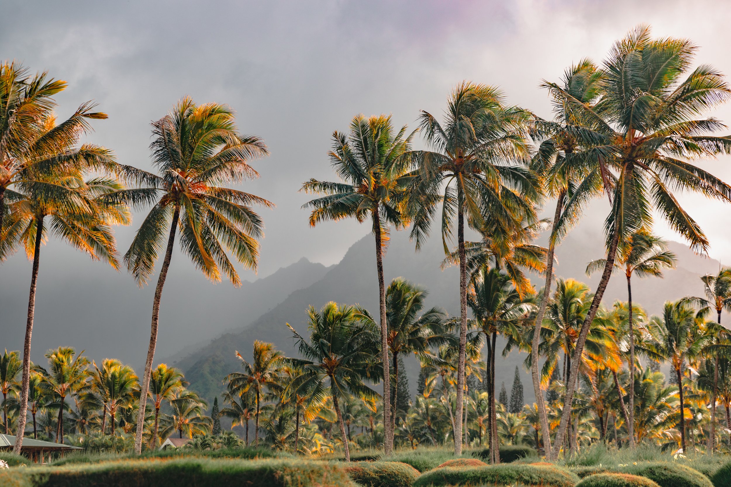 LongneckerPrints-Hanalei-1.jpg
