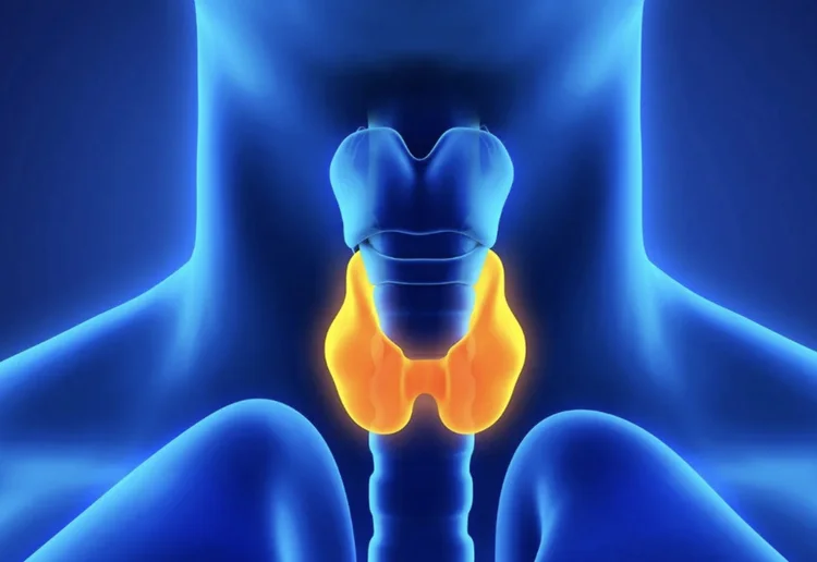 Thyroid gland anatomy — thyroid disorder care in Pittsburgh and Wexford, PA