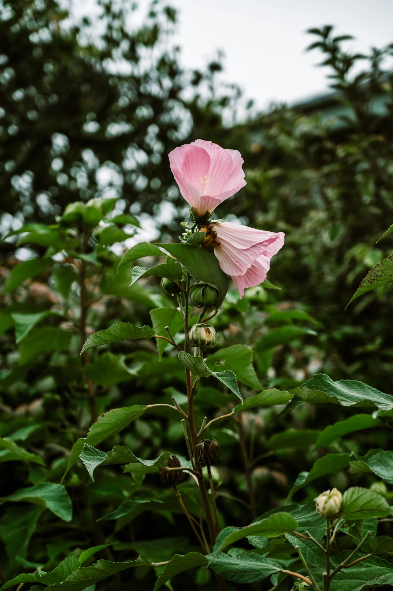 Nantucket 2022-6.jpg