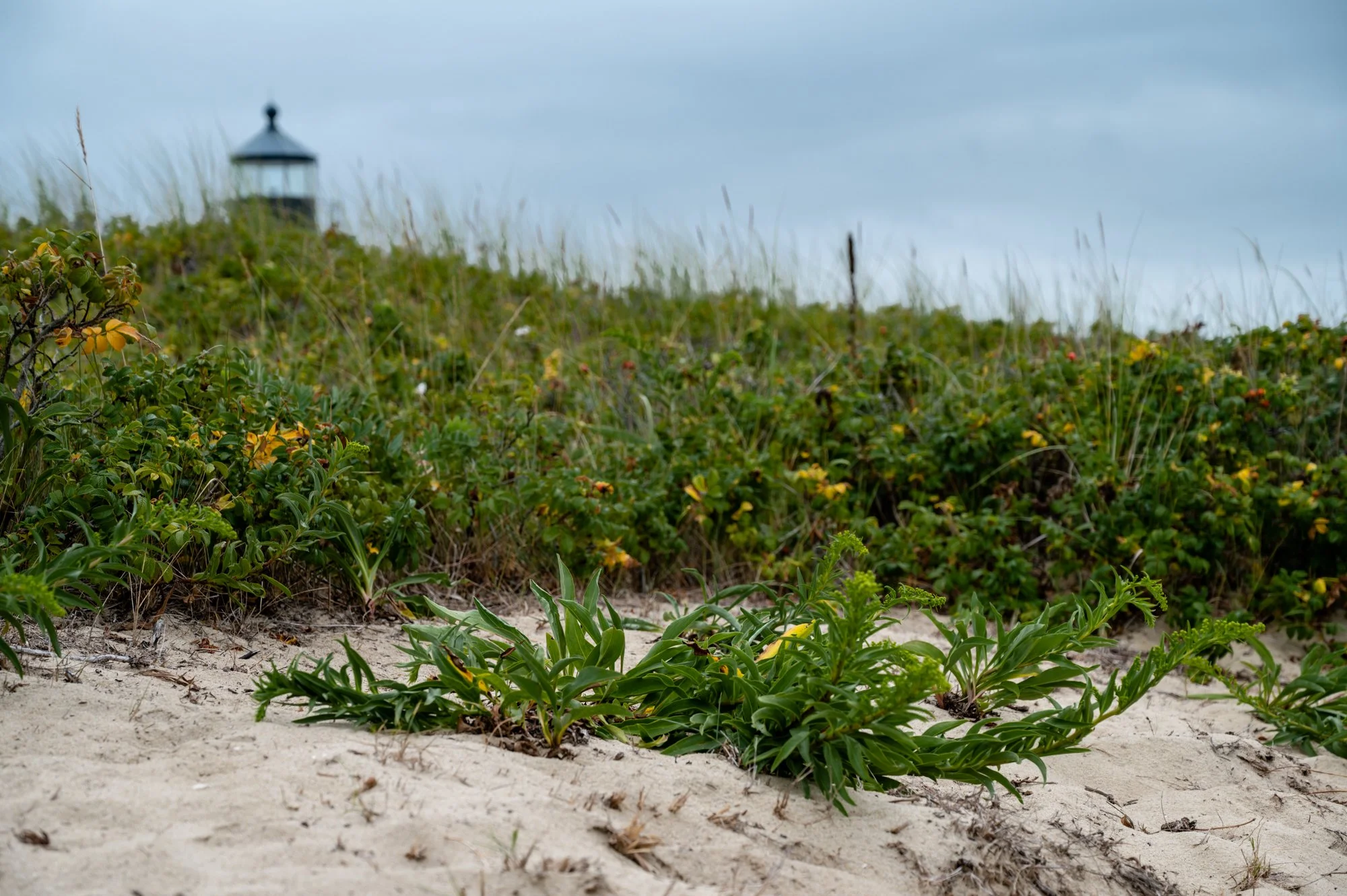 Nantucket 2022-3.jpg