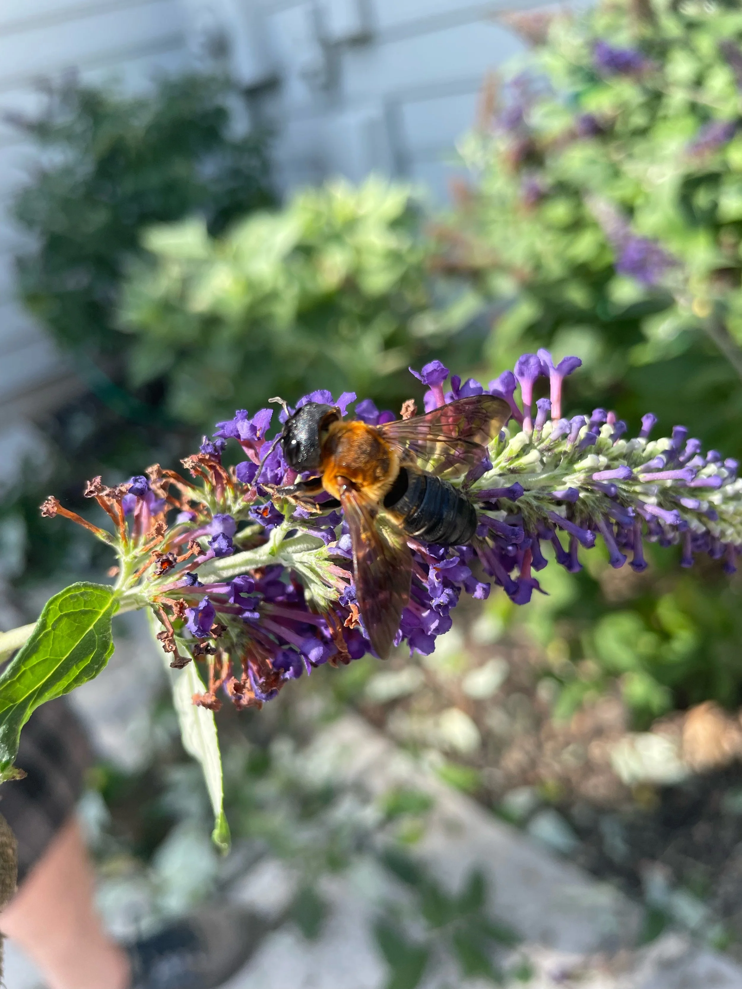 Kira Iovine, Fall 2023