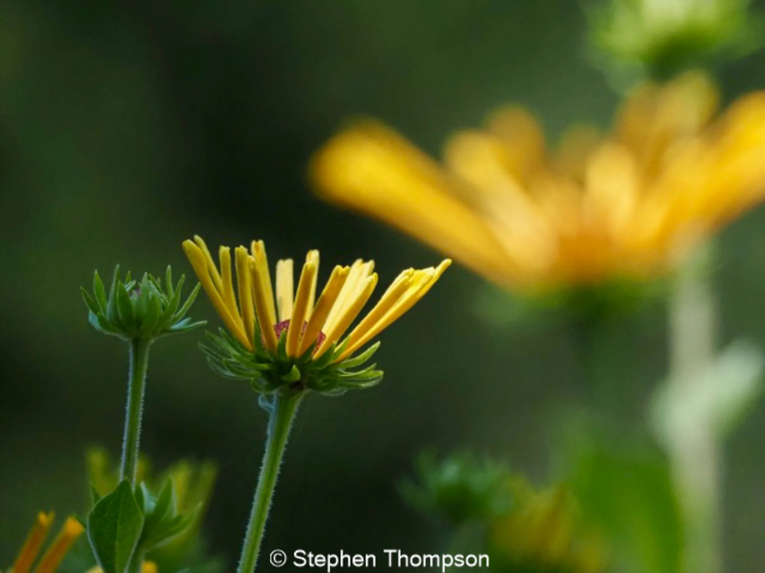 Close up of yellow flower
