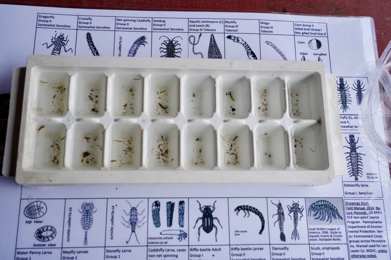 Ice cube tray with water and little bugs