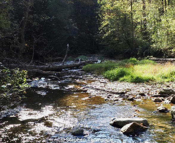 Creek in woods