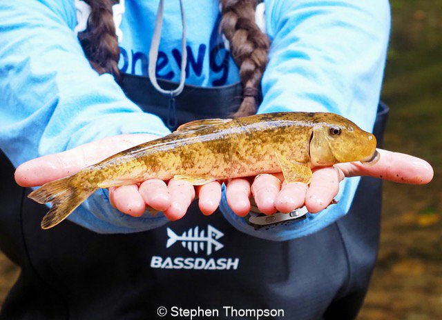 Hands holding brown fish