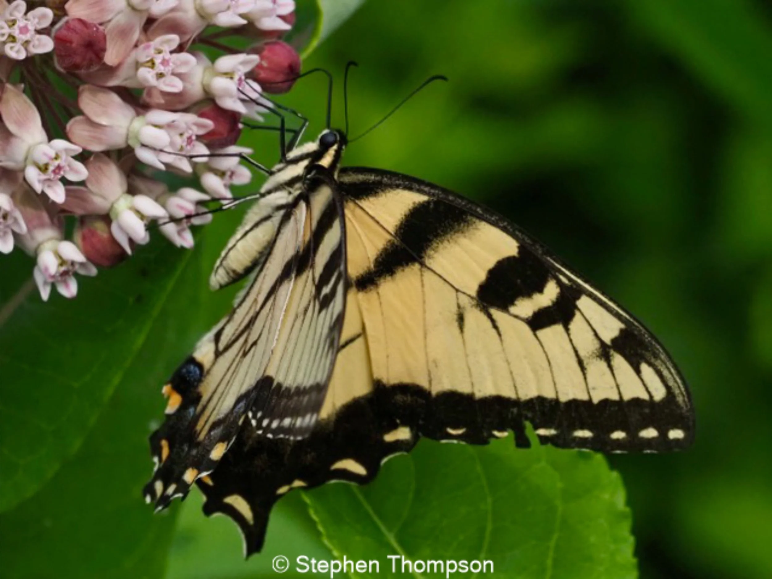 Yellow monarch butterfly perched on pink flowers