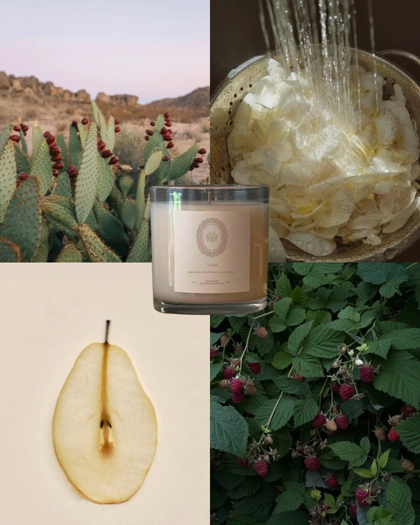 Nopal (noh-pahl) is the Spanish word for the prickly pear cactus, an enduring symbol of the Sonoran Desert.

Inspired by warm desert air and unexpected moments of softness, this fragrance begins with a layering of cactus sap, prickly pear and rose wa