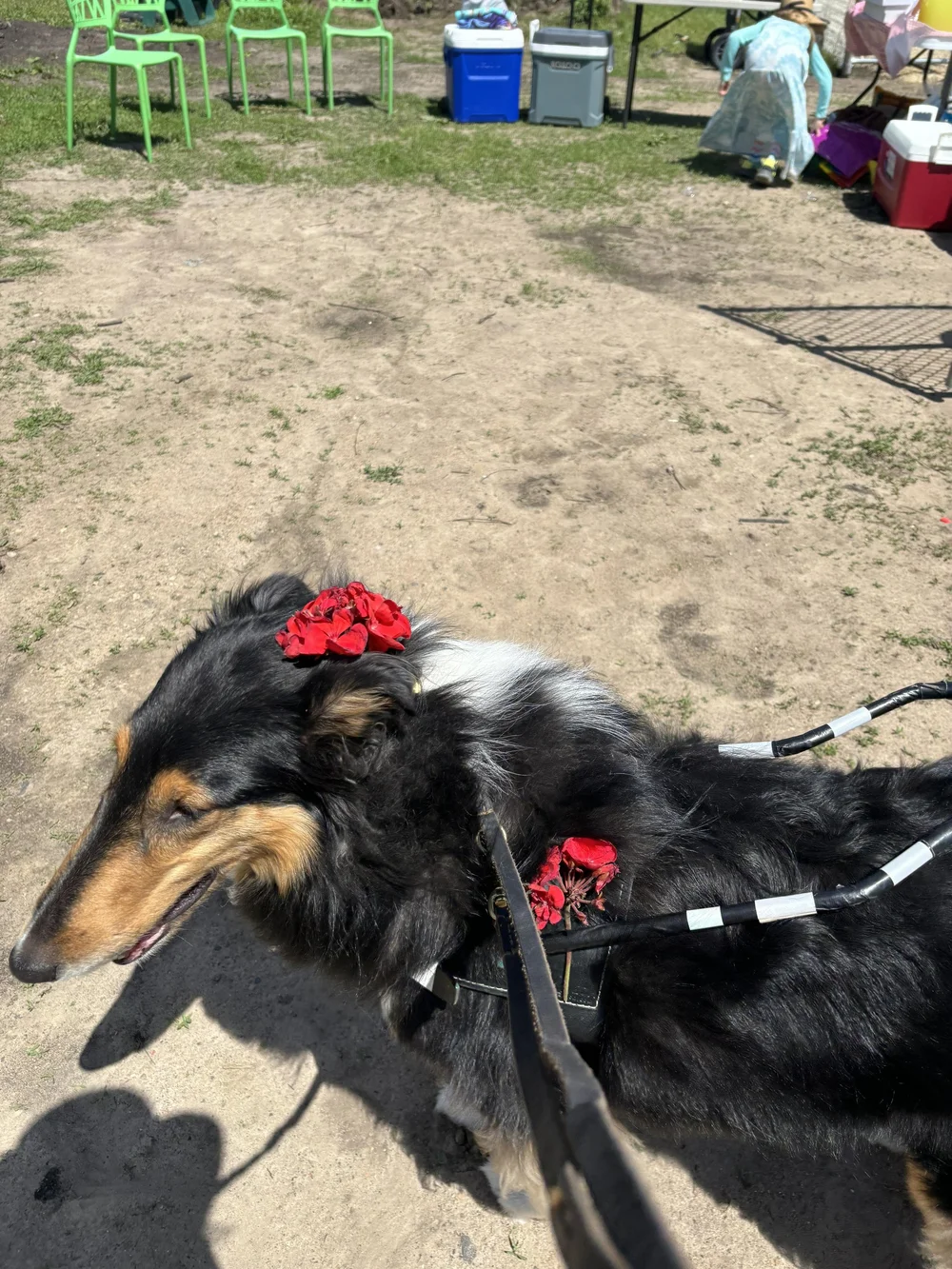 A seeing-eye dog with flowers in its hair.