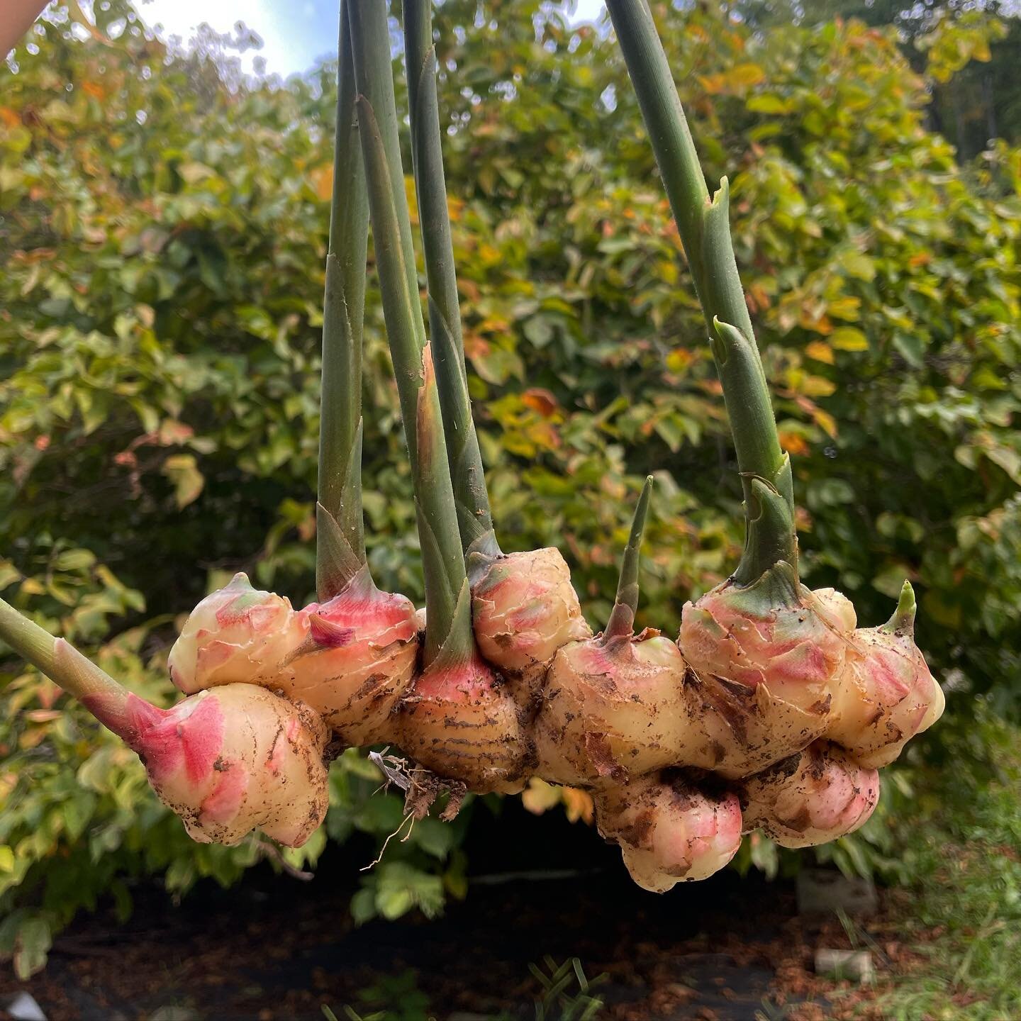 Freshly harvested ginger straight from our greenhouse! Wow, it is smelling delicious in here!! Fresh ginger is fragrant, floral, zesty (plus no need to peel) and will be used in our kimchi paste as well as @blossomandthebeetea tea blends. Use the lea