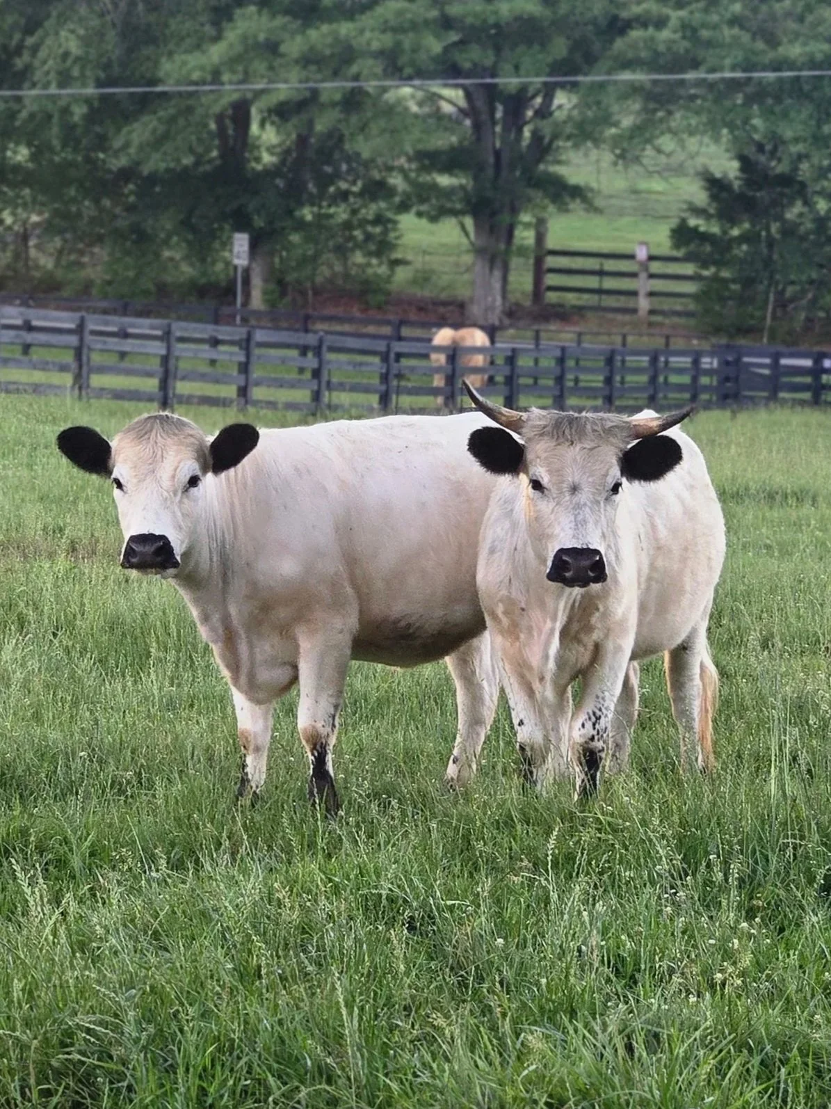 The "Sisters" -Darla and June