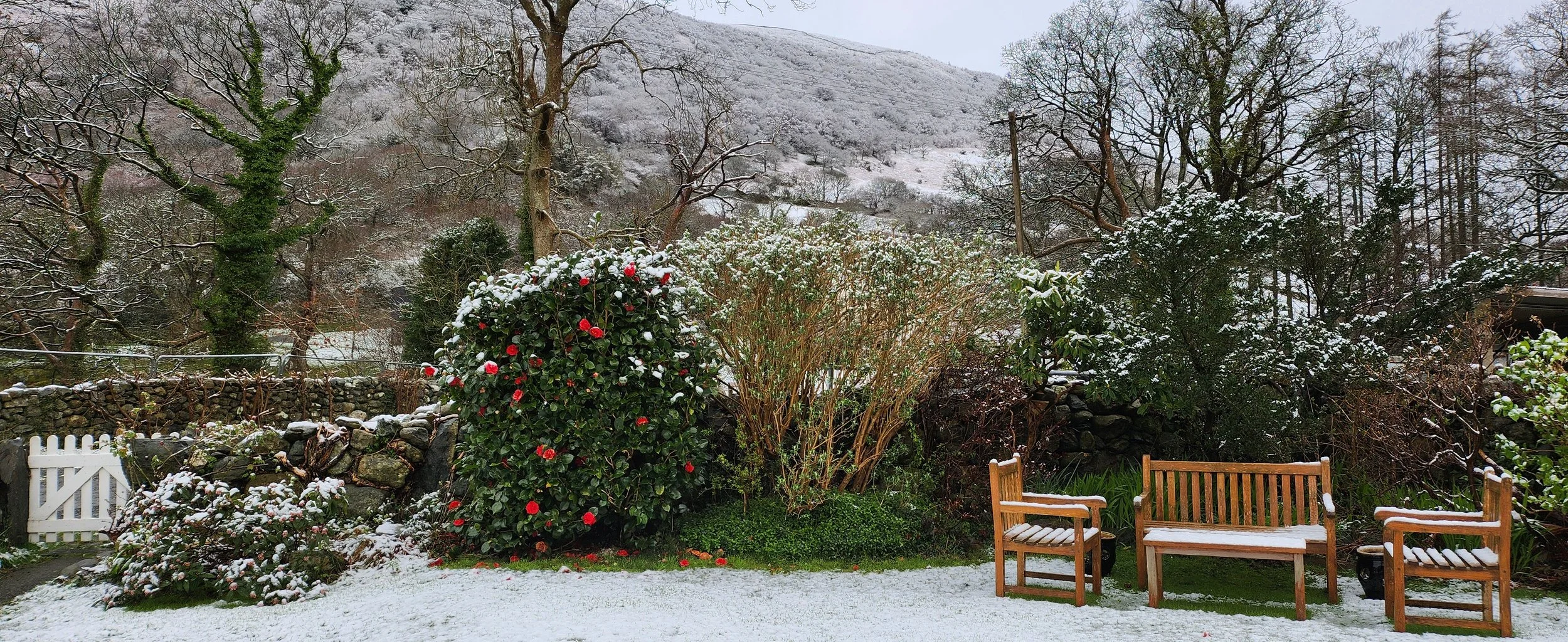 Snow sprinkled view of garden