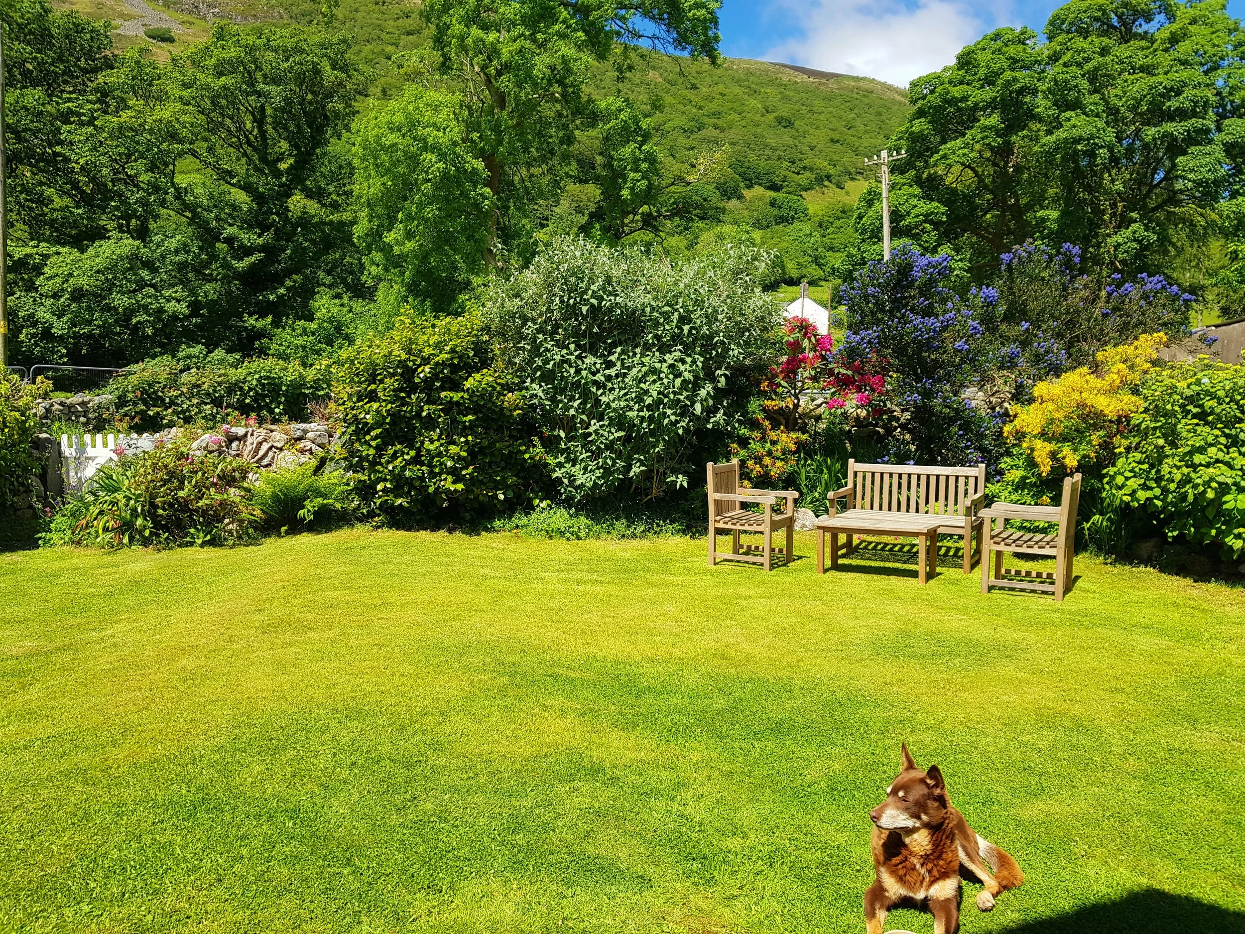 Dog friendly