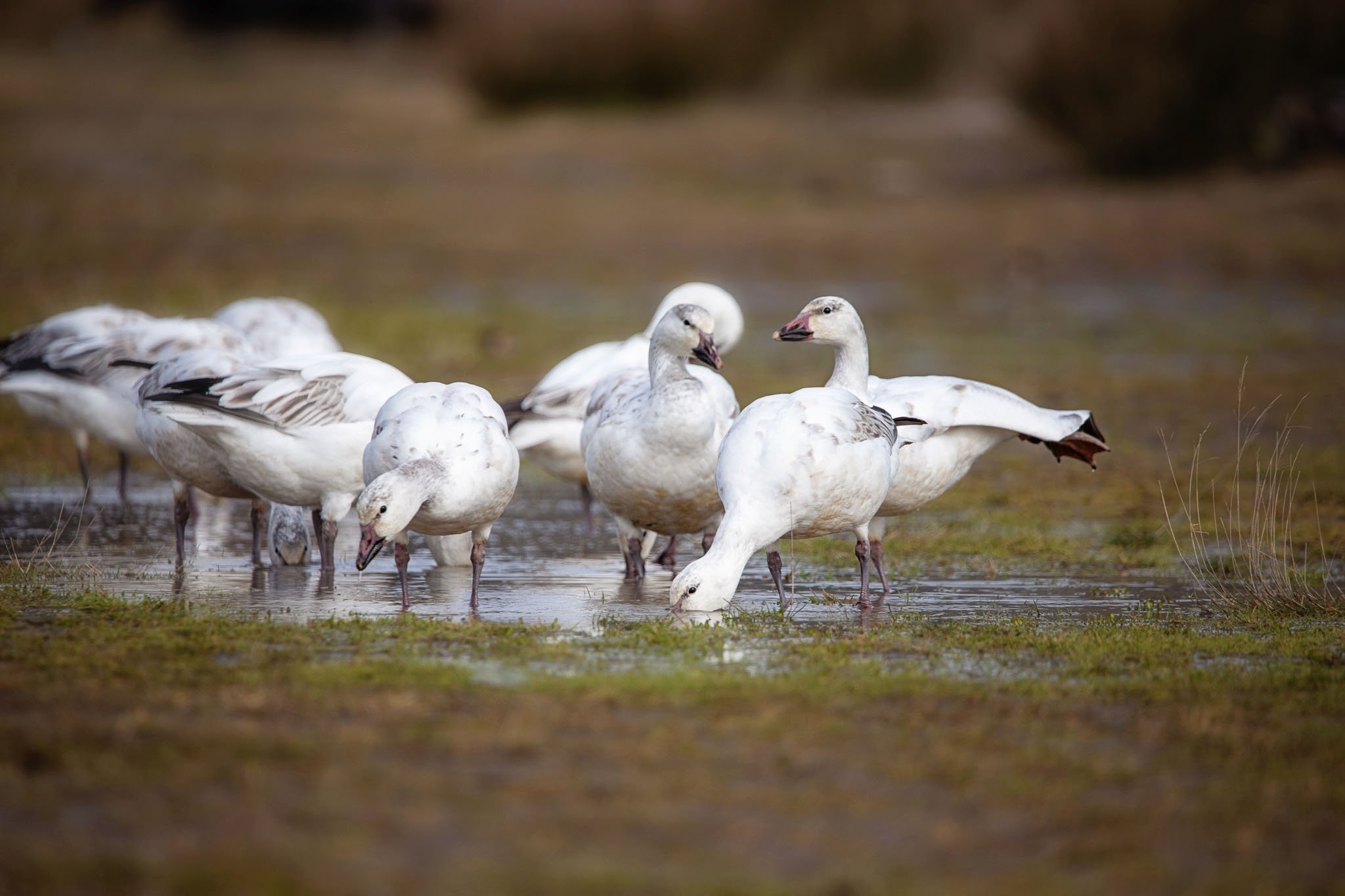 Flock with Leg.jpg