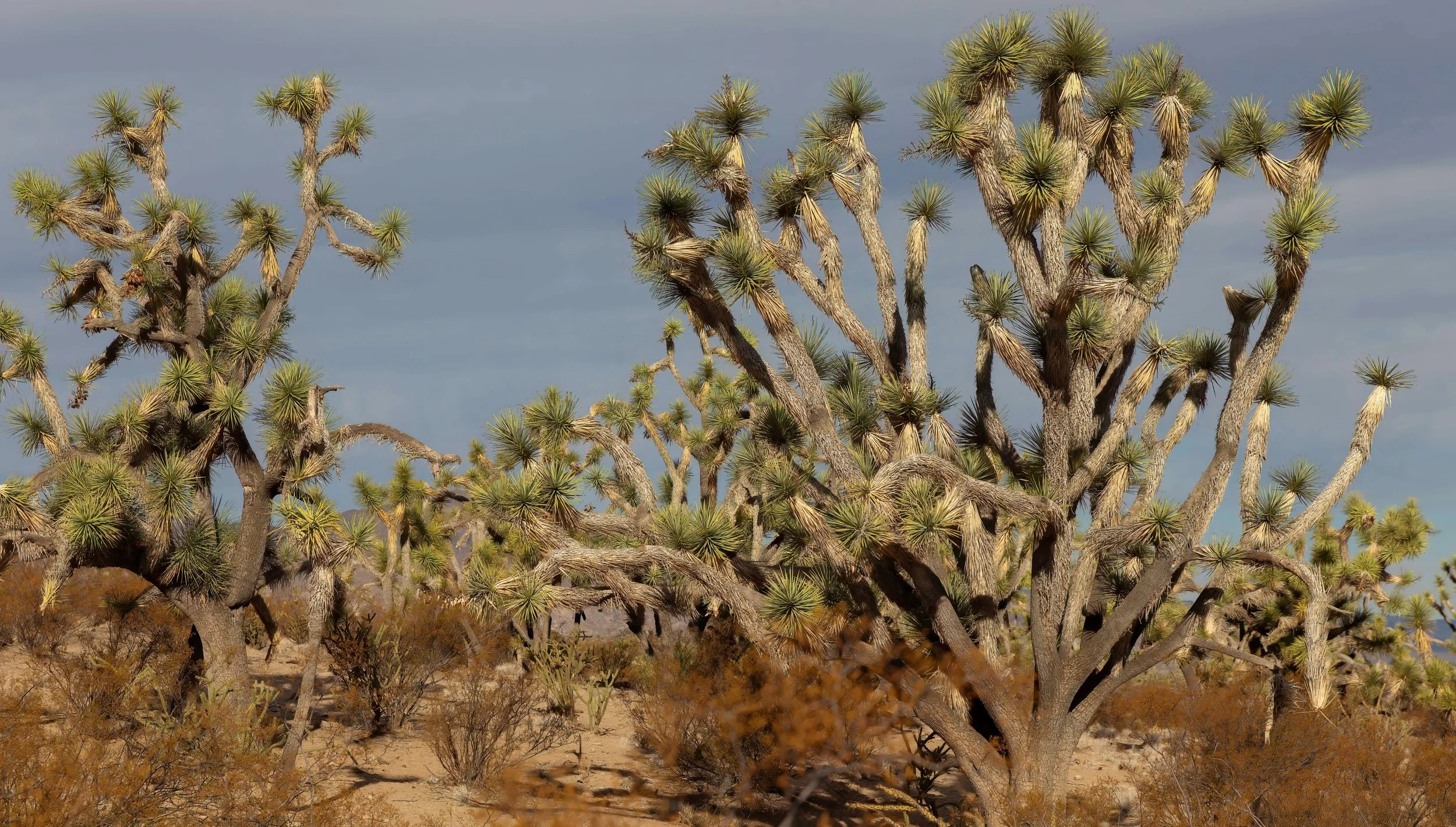 Joshua Trees.jpg
