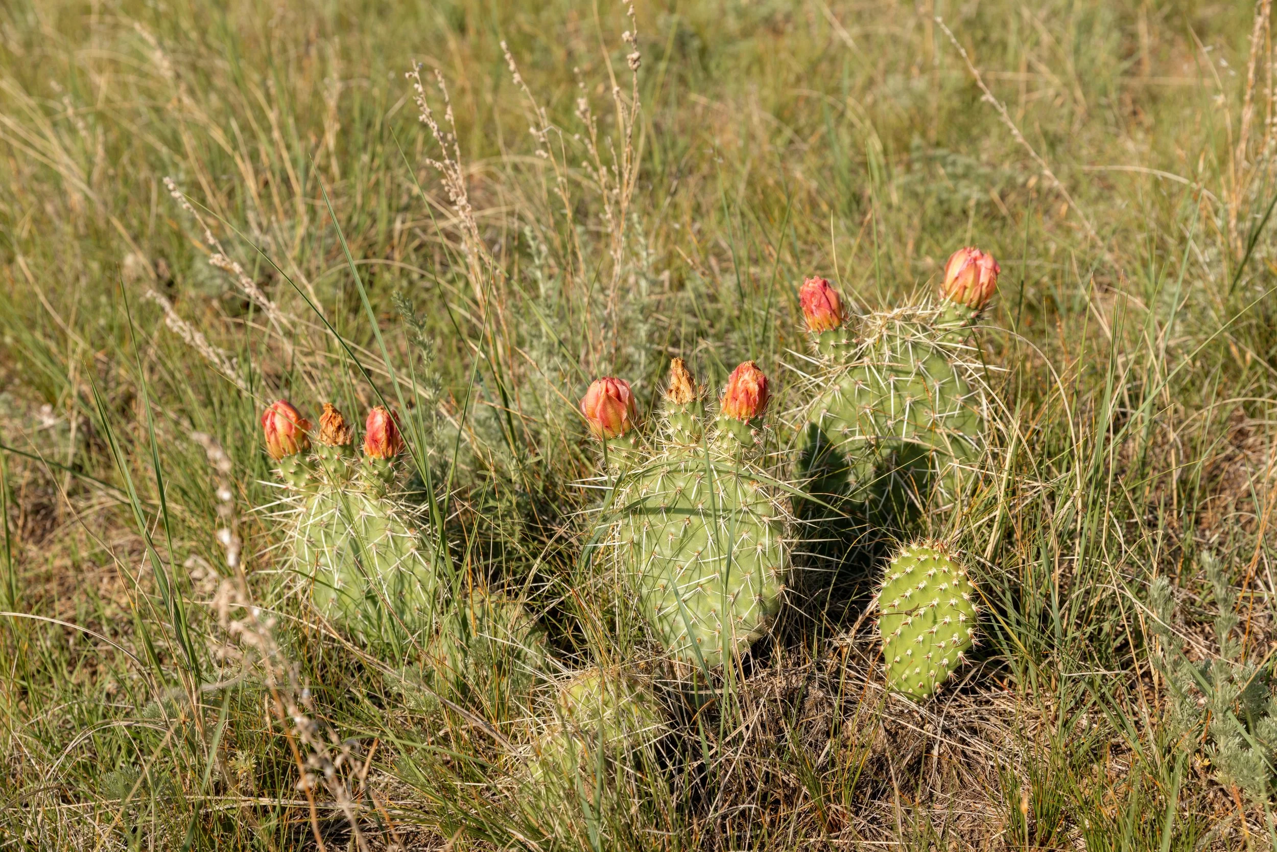 Orange Cactus.jpg