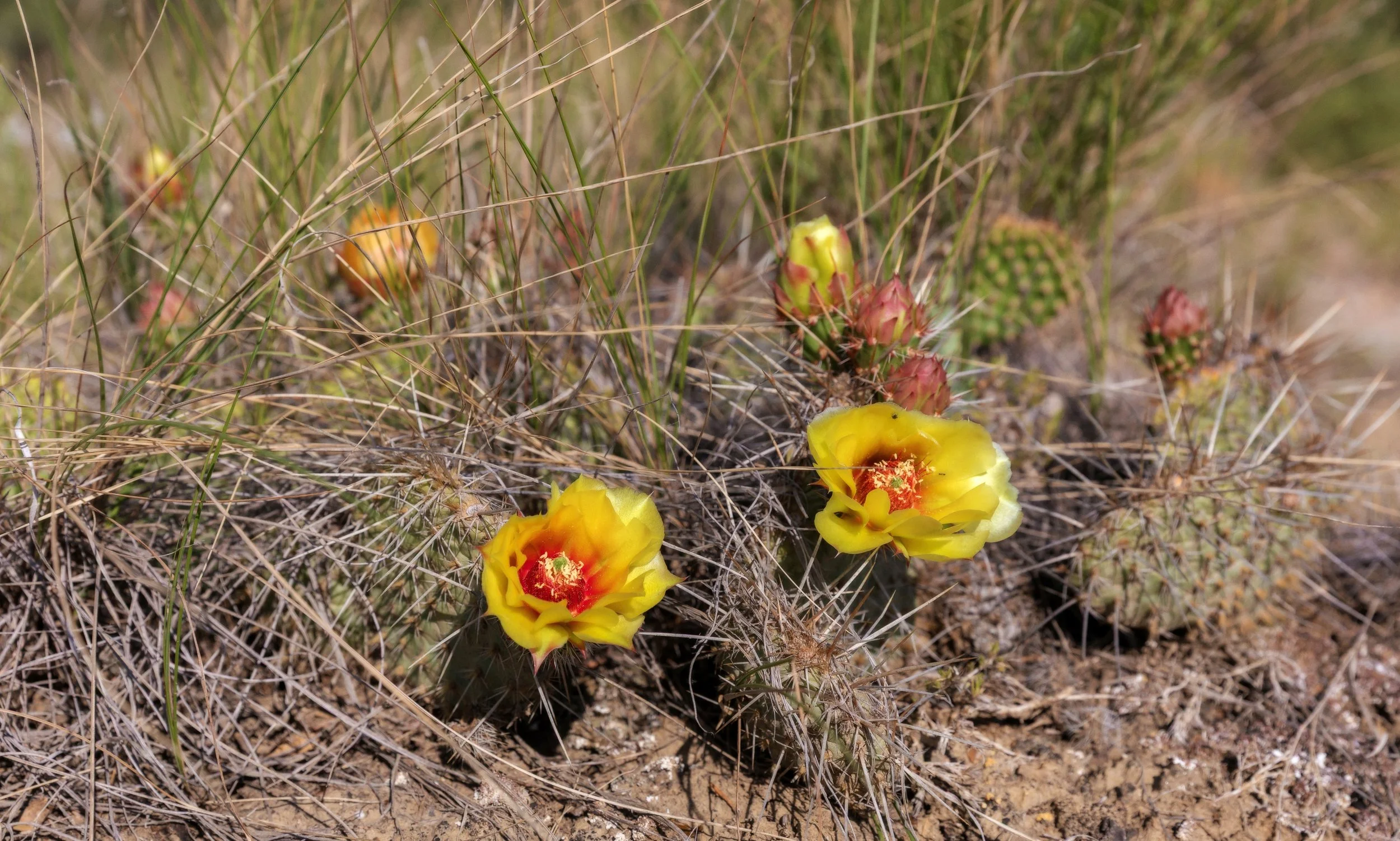 Yellow Cactus.jpg