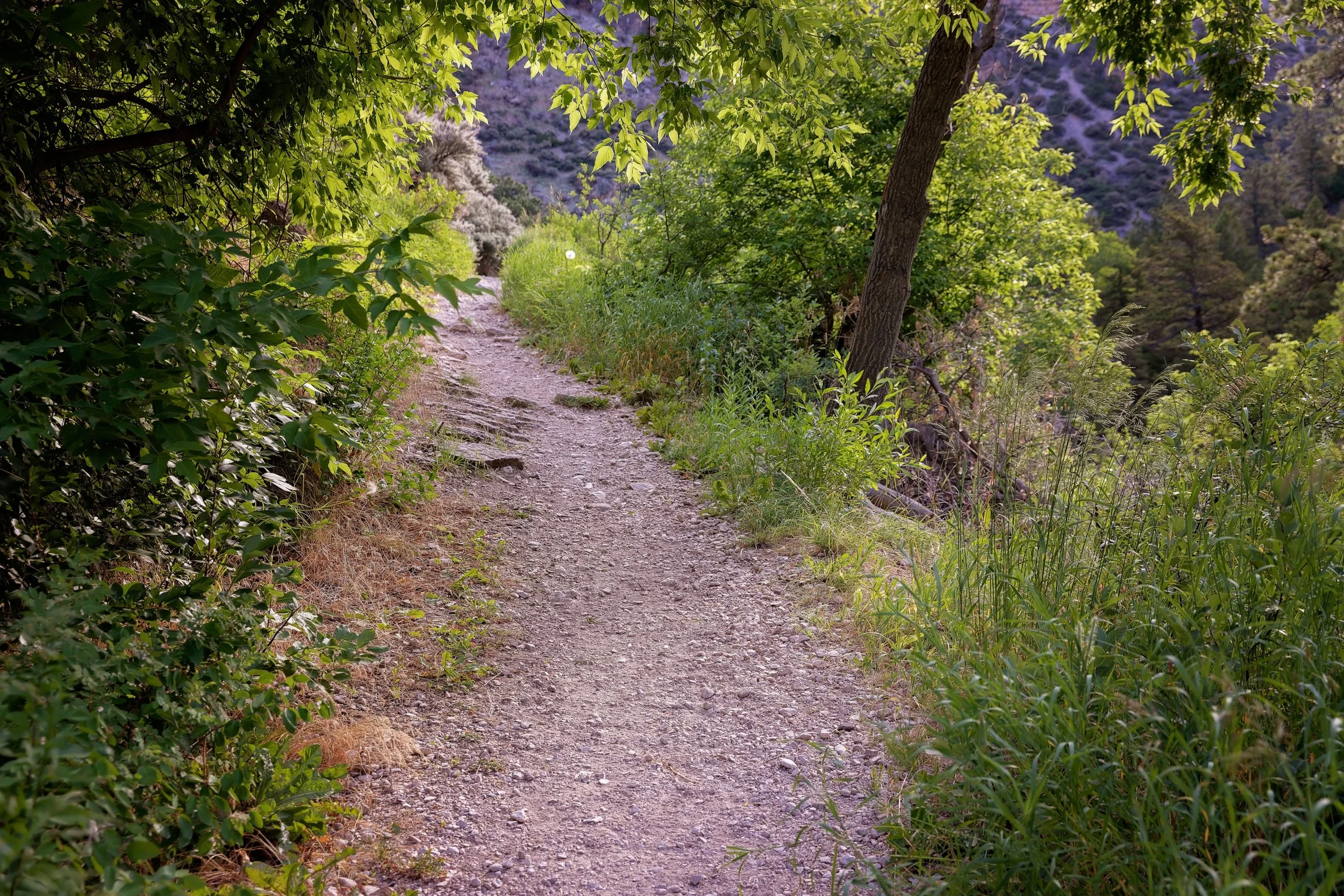 Trail.jpg