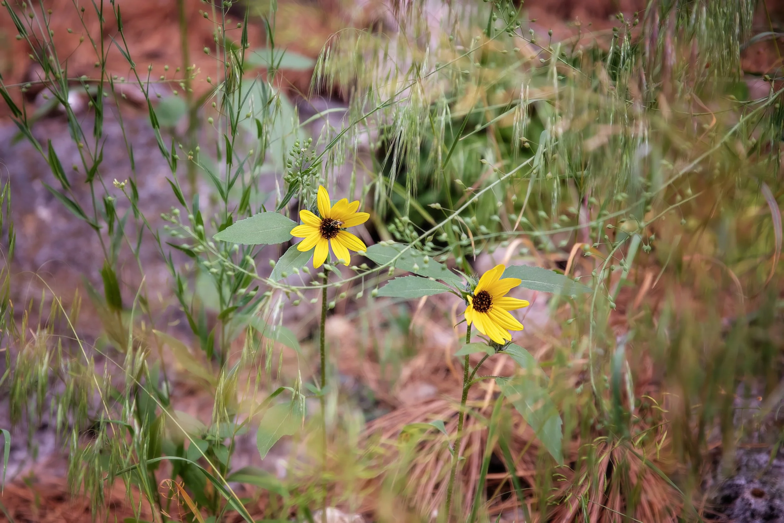 Yellow Flowers.jpg