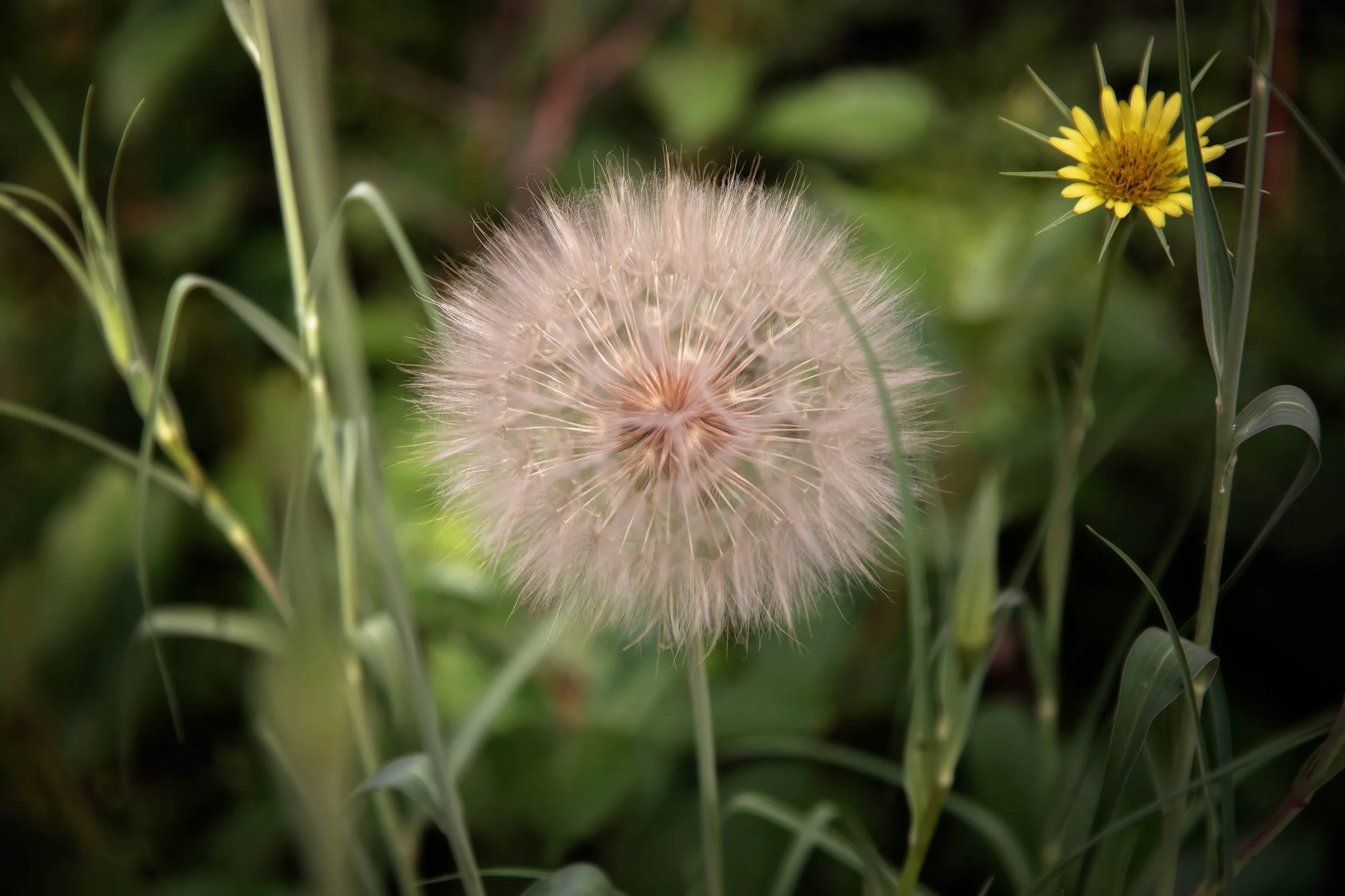 Dandelion.jpg
