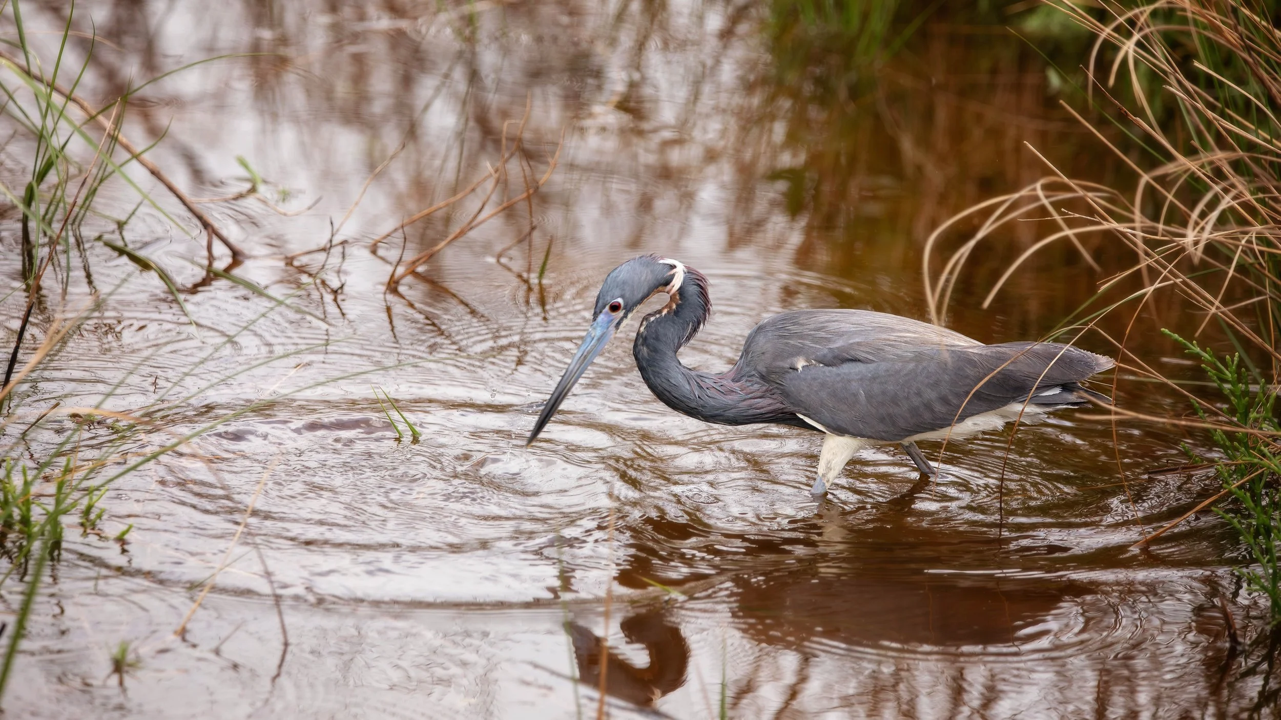 heron1.jpg