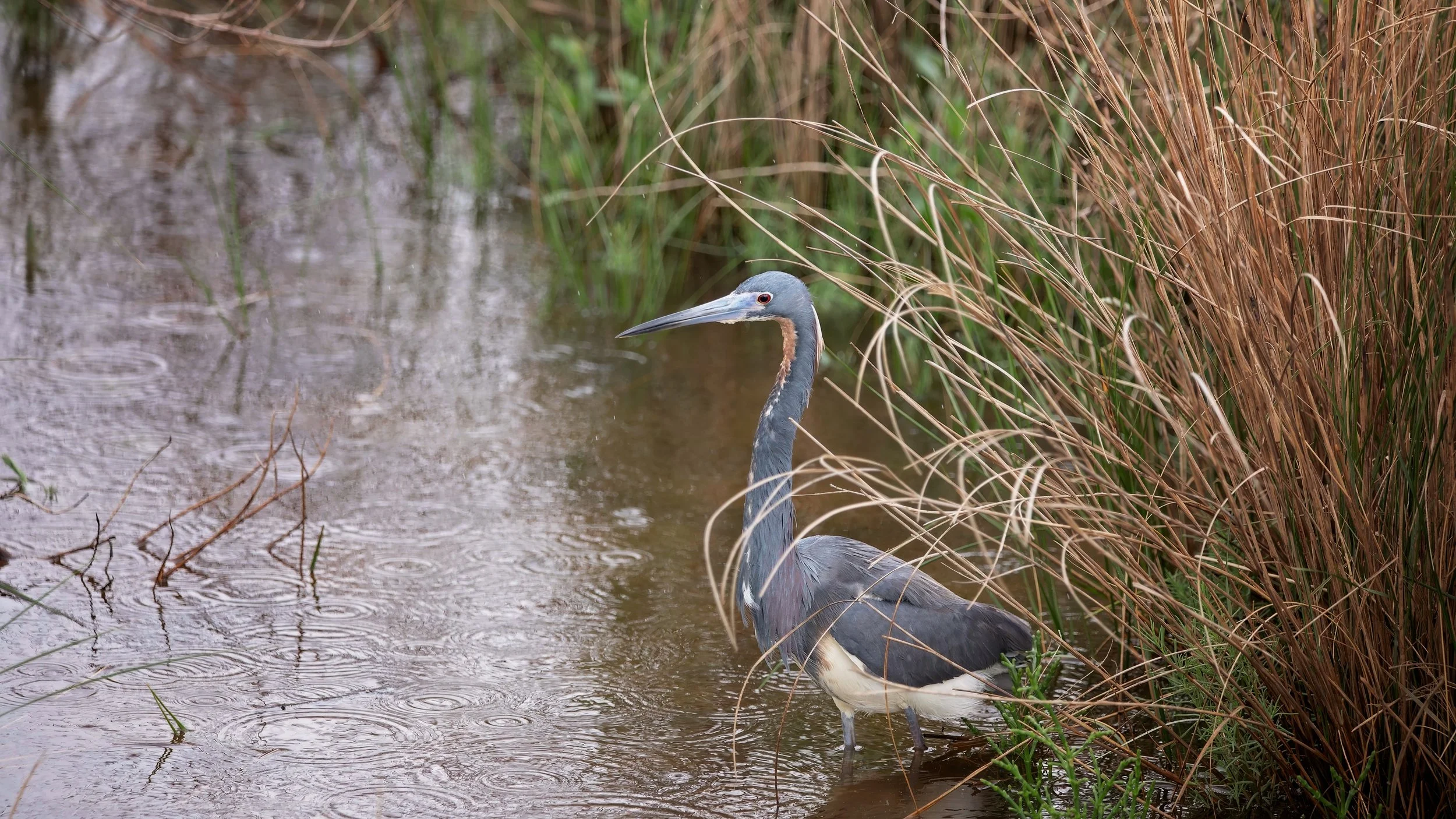 heron4.jpg
