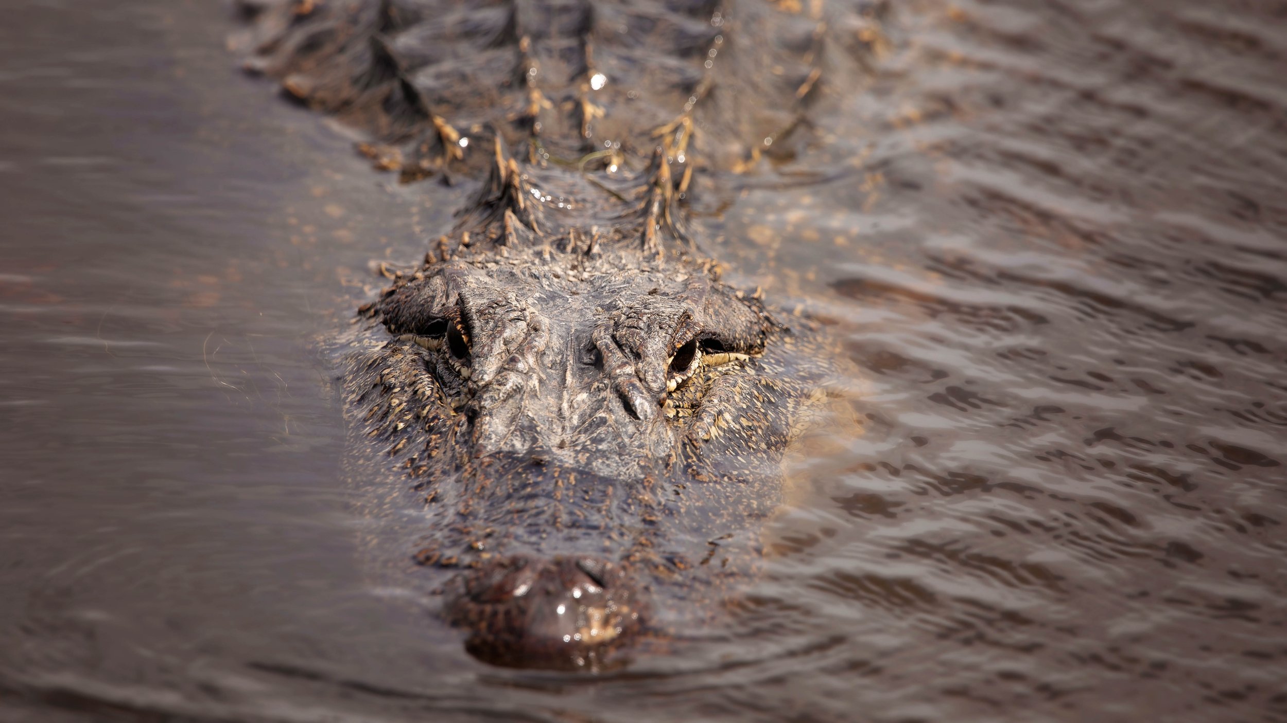 blending gator2.jpg