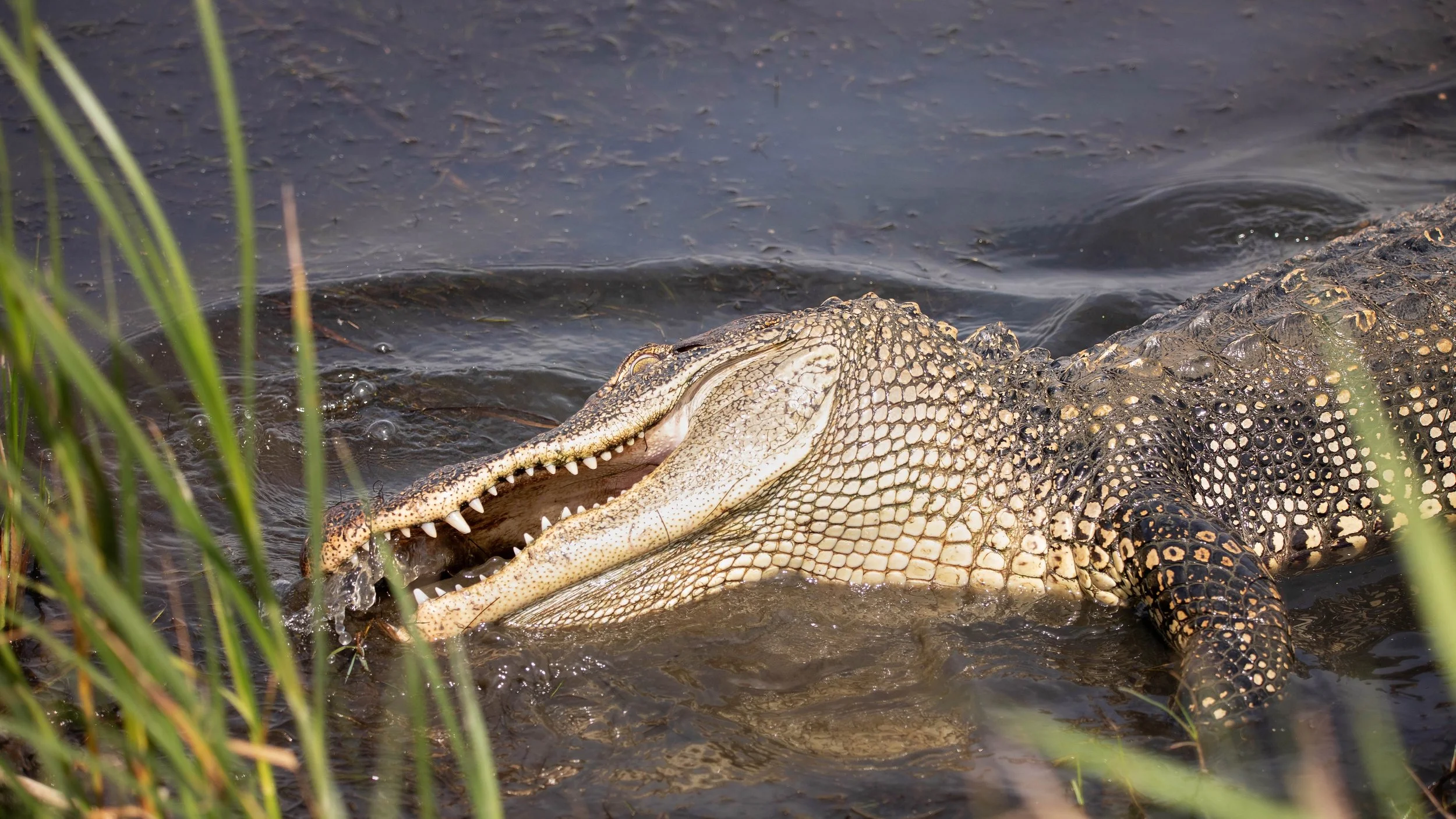 Bite.jpg