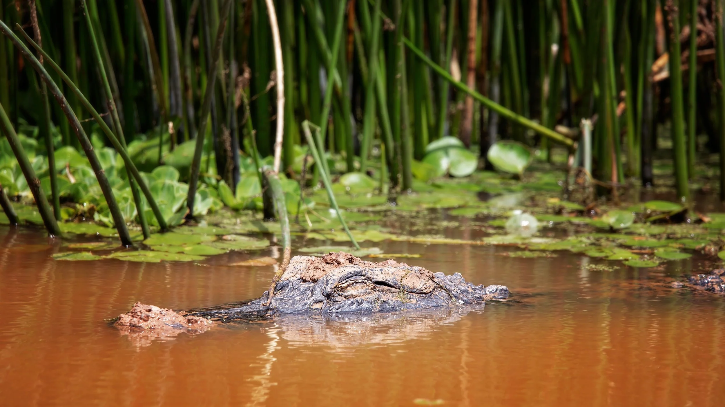 Sleep Alligator2.jpg