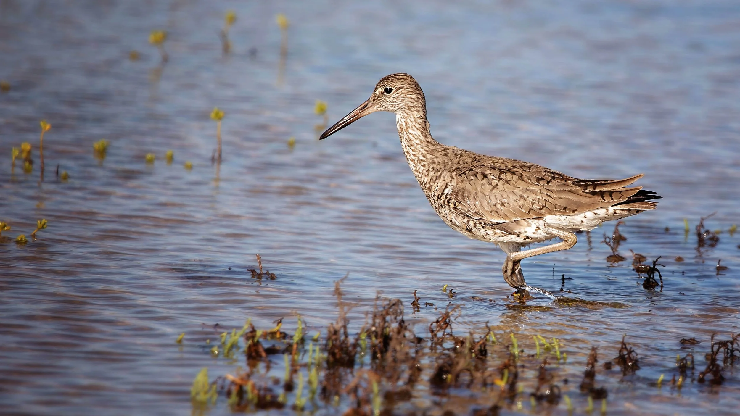 Texas Bird.jpg