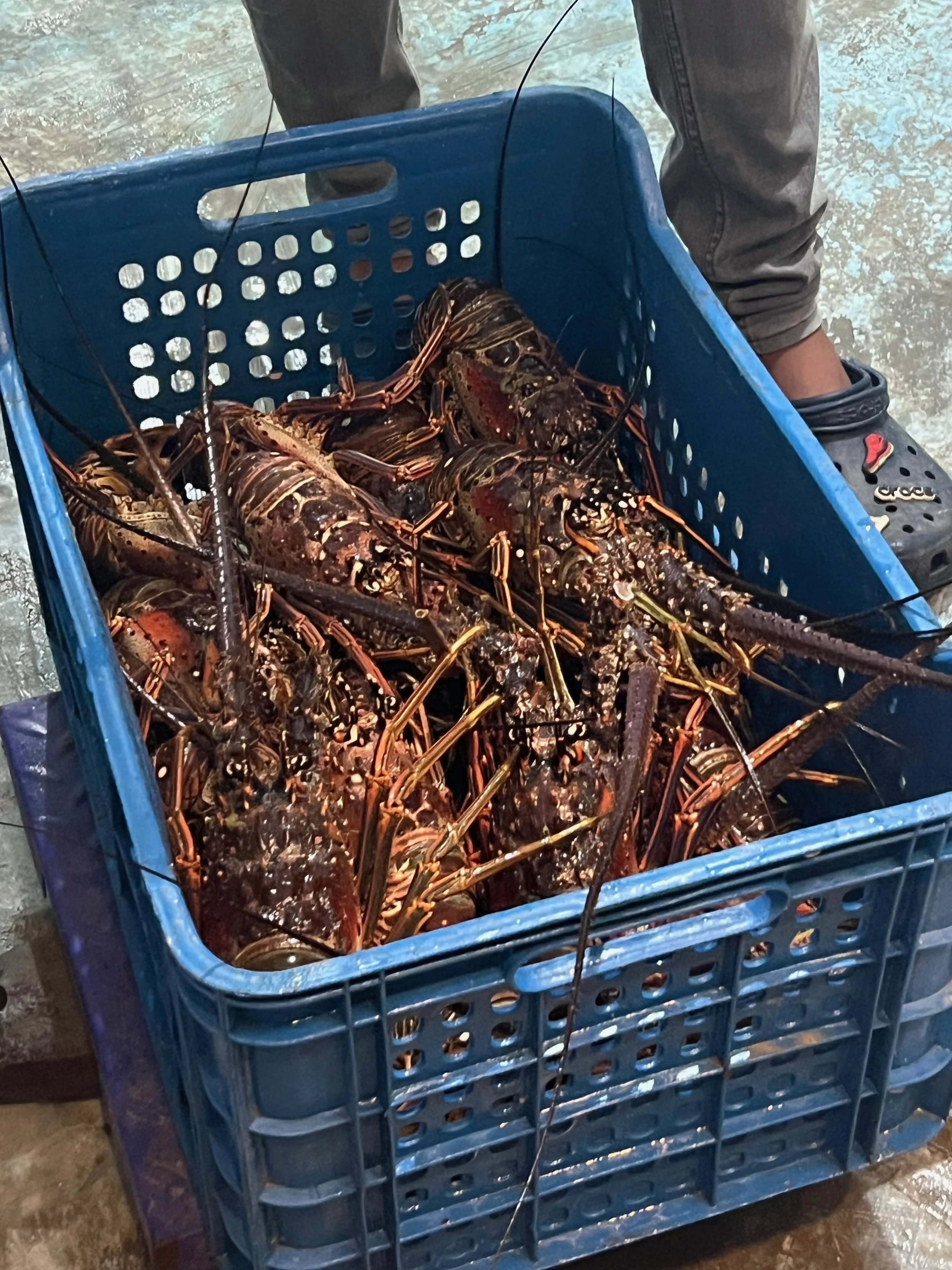 Jose Spearfish - 7.jpeg