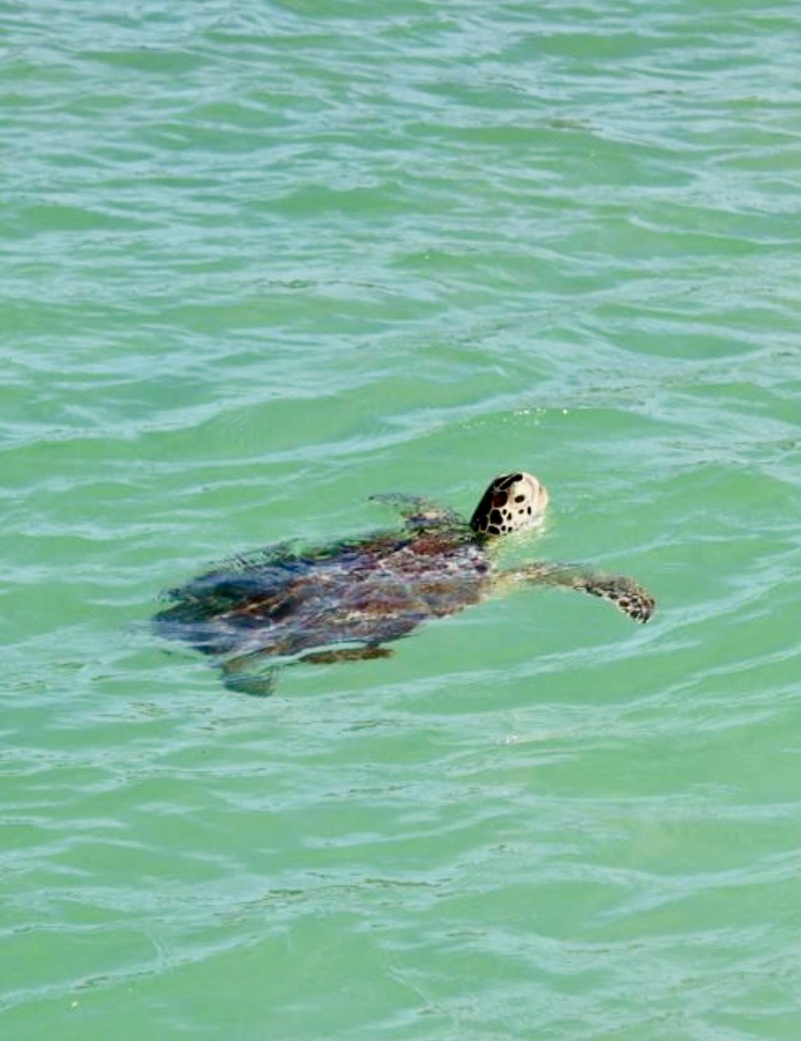 Dario Saona - 3.jpeg