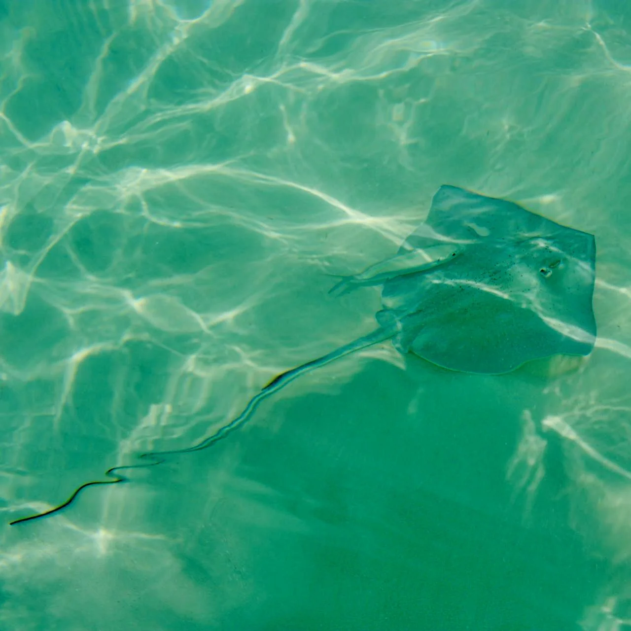 Dario Saona - 5.jpeg