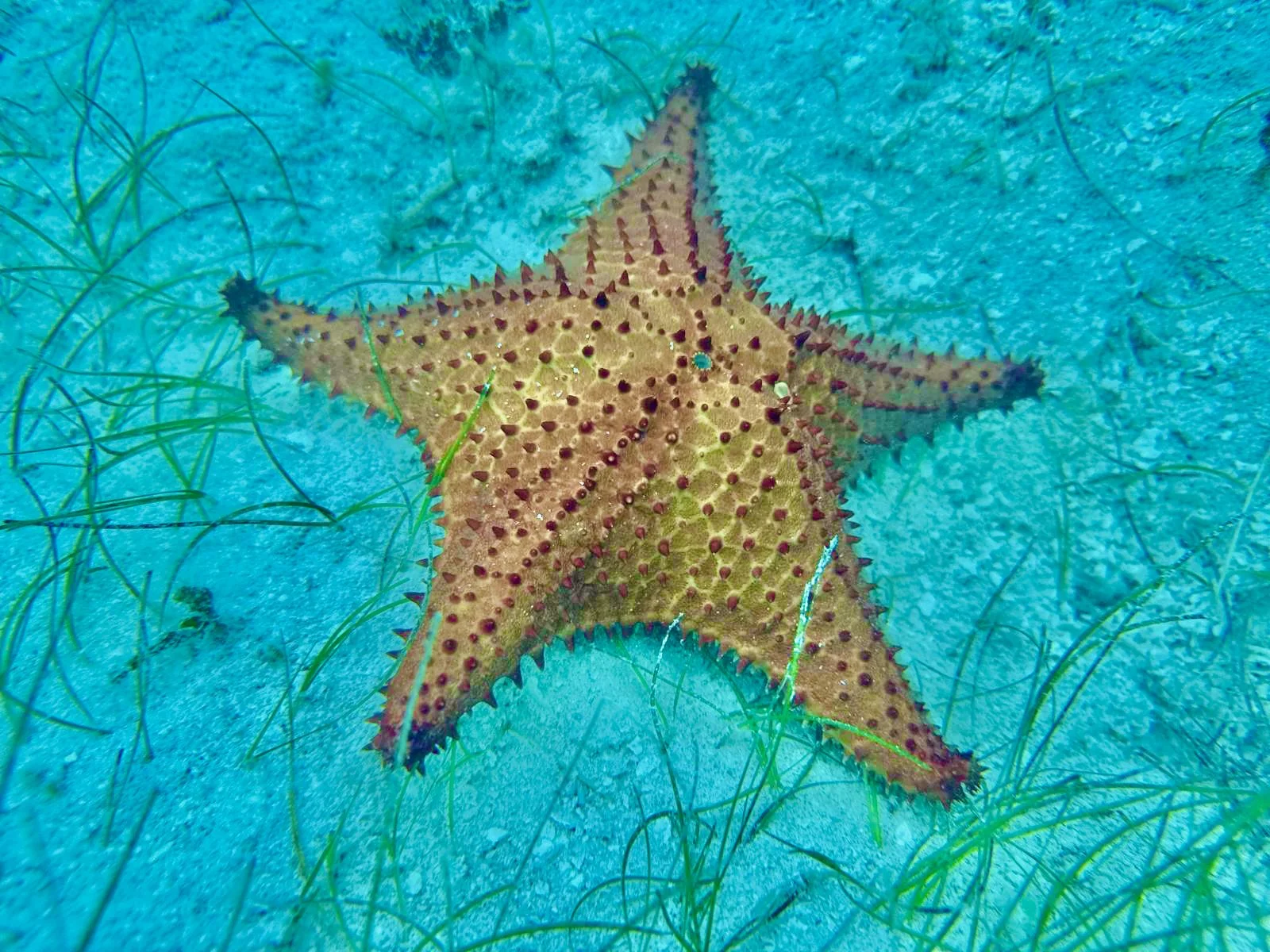 Dario Saona - 4.jpeg