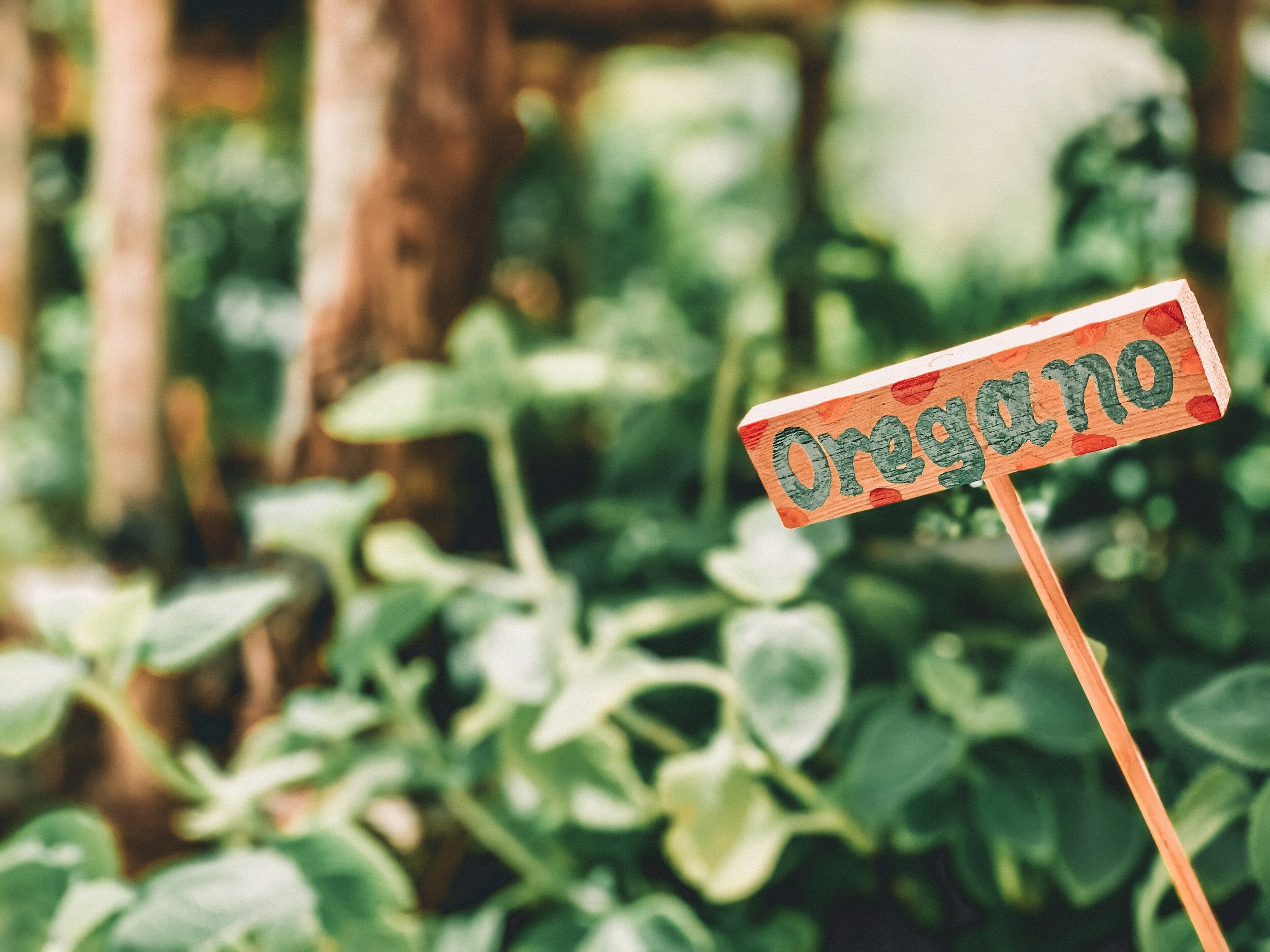 Is Oil of Oregano a Natural Antibiotic