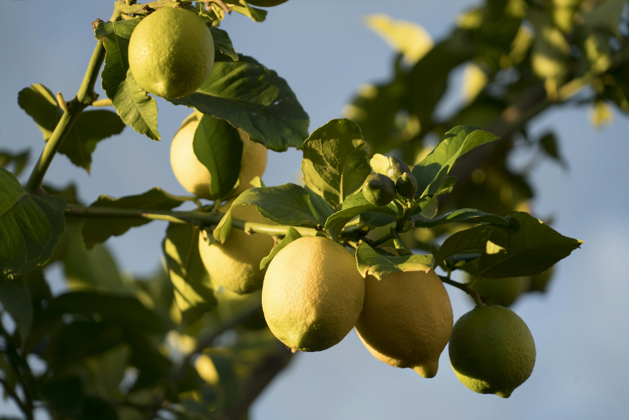Can Limonene Boost Your Mood