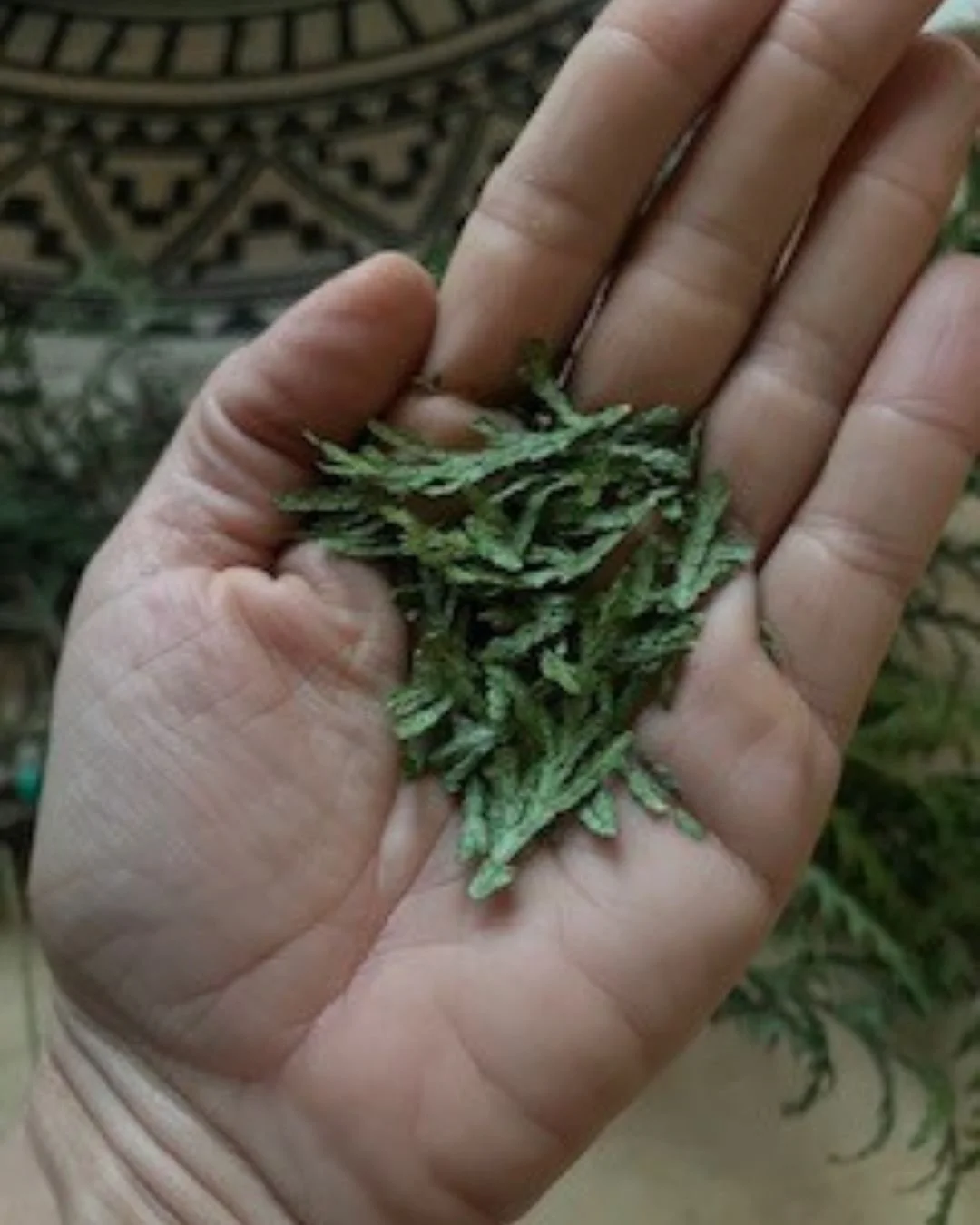 I was deeply honoured to be gifted cedar from a M&eacute;tis Elder. I lovingly dried and prepared it to be shared as smudge medicine at our upcoming Tea &amp; Tarot gathering, I co-host with @fadedliving, 

We&rsquo;ll begin by cleansing the space an