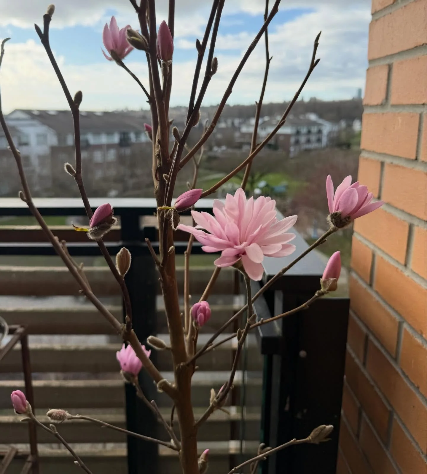 It&rsquo;s the first day of Spring and my magnolia tree has blossomed. If you look closer, you will see each bud blooms on its own time&hellip; some are in full bloom and some are still dormant. 

Take a lesson from nature and realize that you too, b
